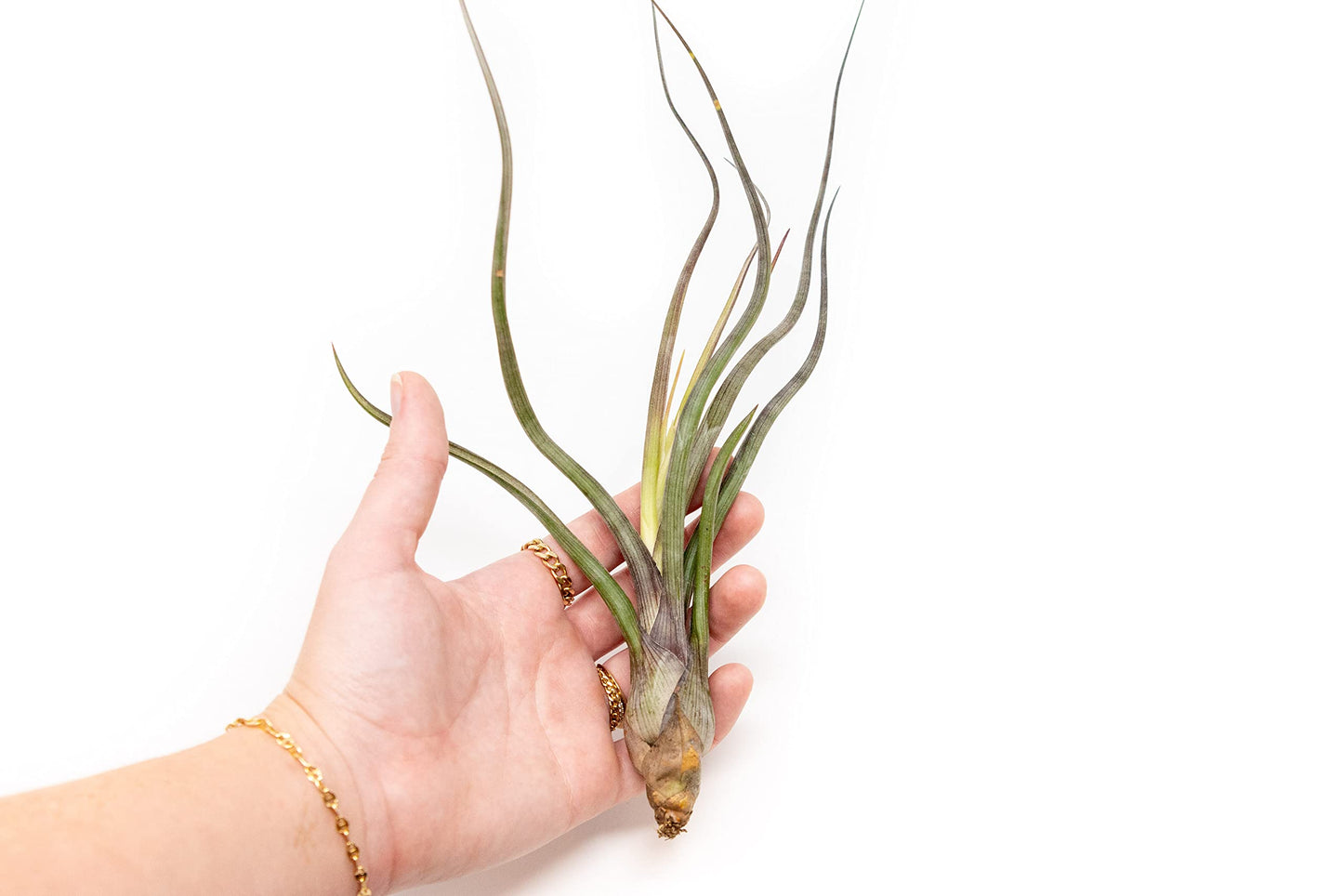 12 Pack Large Air Plant Baileyi 6 to 8 Inches - Available in Wholesale and Bulk - Live Succulent House Plants - Home and Garden Decor - Easy Care Indoor and Outdoor Plants