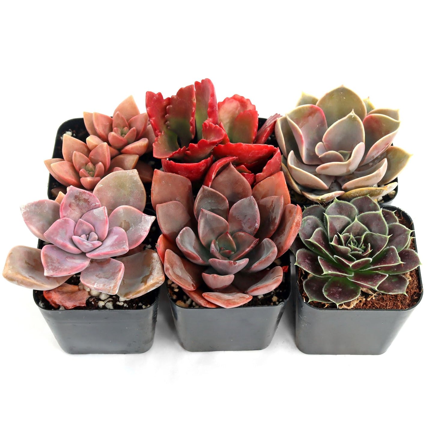 Mountain Crest Gardens Pink, Purple & Red Succulent Pack - 6 Live Plants in 2 Inch Pots - Real Succulents for Indoor/Outdoor Decor, DIY, and Gifts