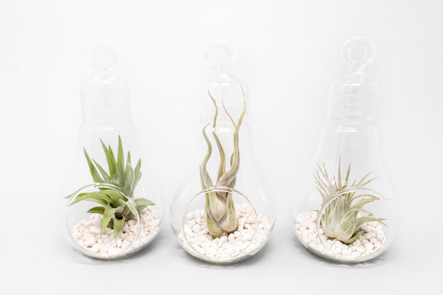 Air Plant Shop Hanging Light Bulb Terrarium with Crushed White Stones and Tillandsia Air Plant -Wholesale and Bulk- Succulents- Live Tillandsia - Easy Care Indoor and Outdoor House Plants (Pack of 1)