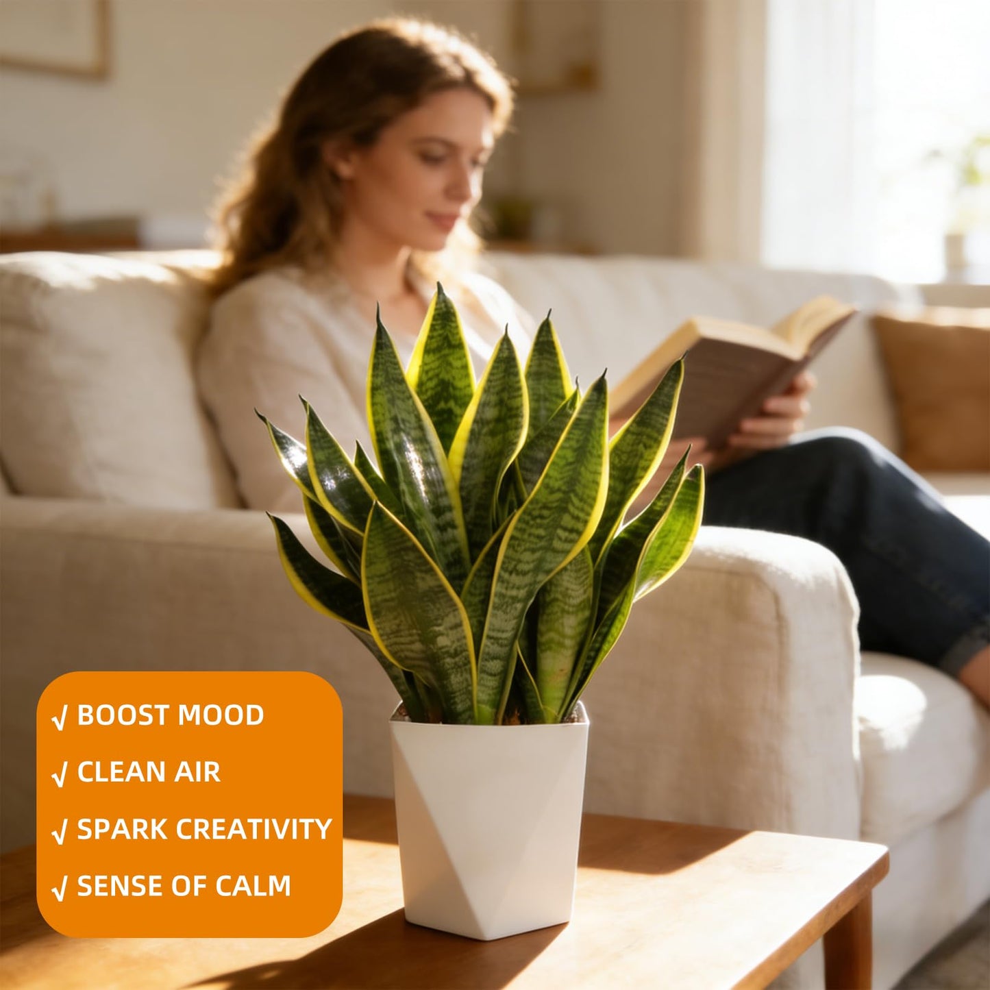 Live Snake Plant Indoor Houseplant, 8-10 Inch Sansevieria in Planter, Air Purifying Easy Care Succulent, Low Light Plant for Desk, Office, Bedroom & Tiny Spaces, Perfect Beginner Friendly Gift