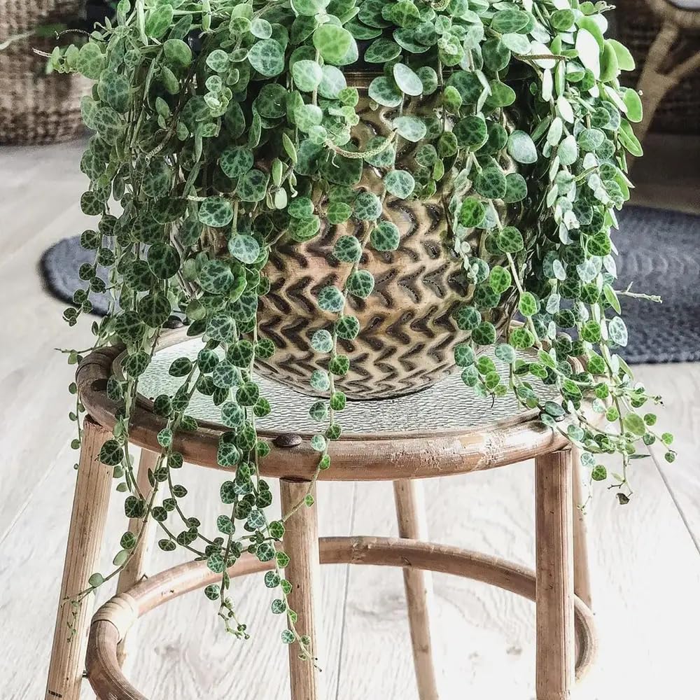 String of Turtles Plant Live in 3" Pot, Peperomia Trailing Houseplant, Green Leaves for Indoor Growing