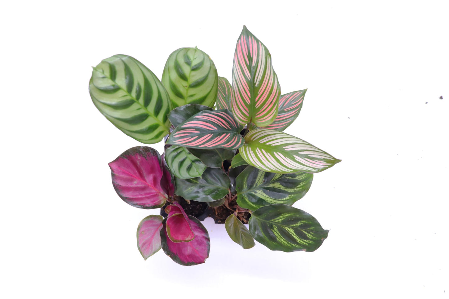 Calathea Classics 4-Pack Starter (Prayer Plants) by California Tropicals