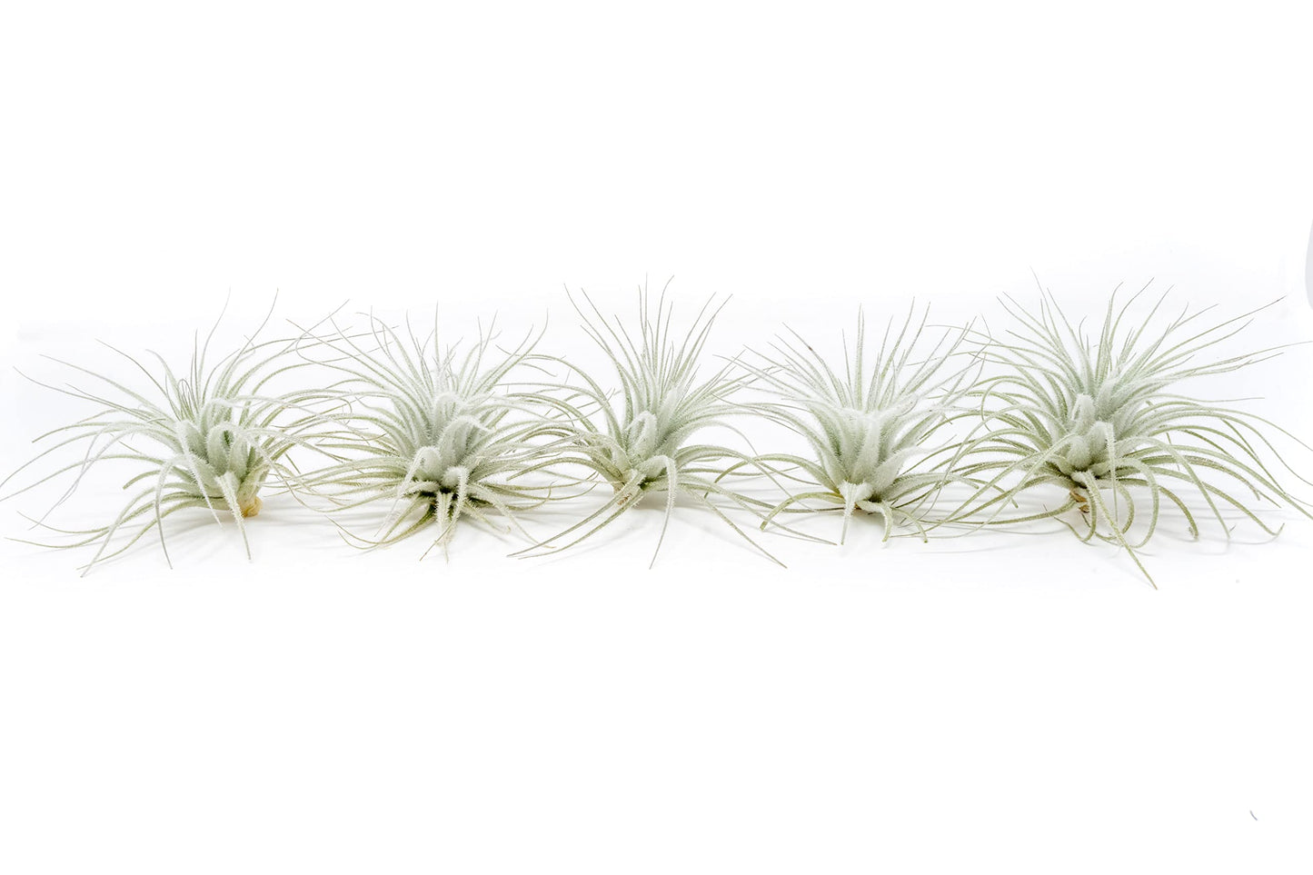 Air Plant Shop 5 Pack Rare Tectorum Ecuador Air Plants - Unique, Bright White, Nursery-Grown Tillandsia House Plant with Fuzzy Trichomes for Terrariums, Driftwood & Living Walls - Wholesale
