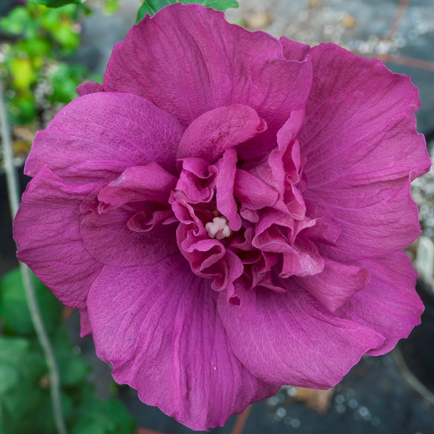 Proven Winners Magenta Chiffon Rose of Sharon (Hibiscus syriacus) Live Plant, 4.5" Qt, 4 Pack