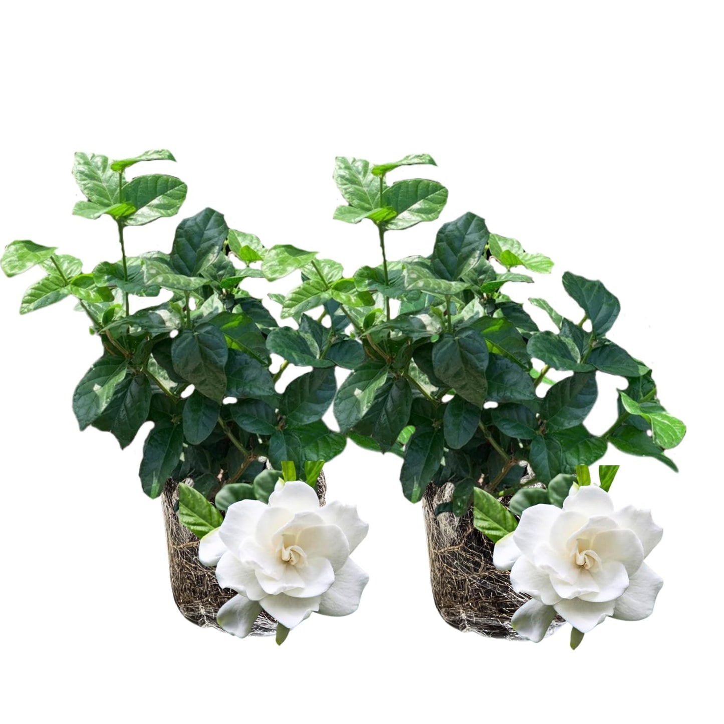 3 Cape Jasmine Plants Live, Live Frost Proof Jasmine Plants, Gardenia Jasmine Live Plants, 4 to 6 Inc Long