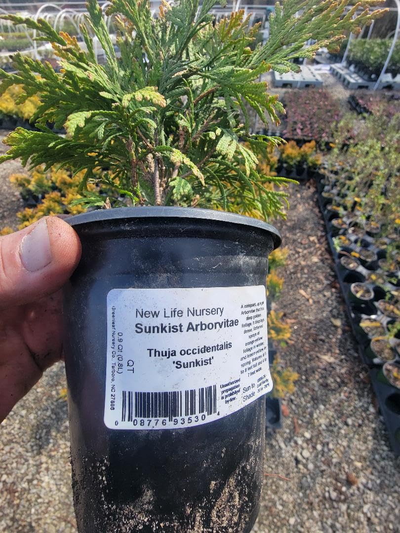 Sunkist Arborvitae (Thuja) - Live Plant - (1 QT)