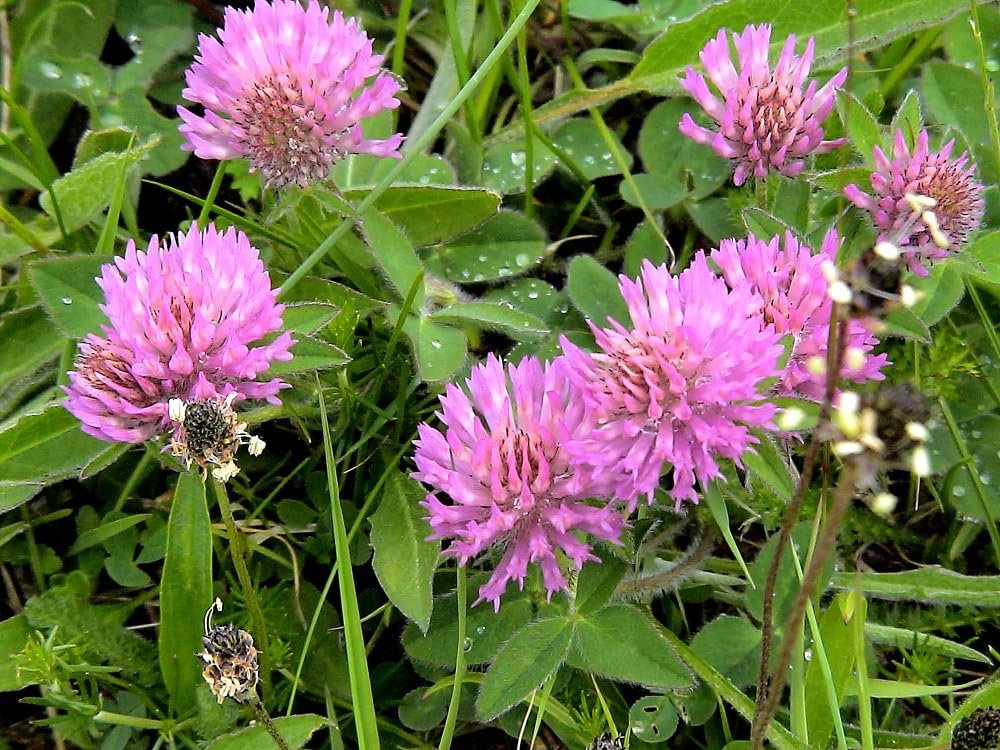 Red Clover Seeds, Nitro-Coated and Inoculated, 1 Pound Pack by Seeds2Go