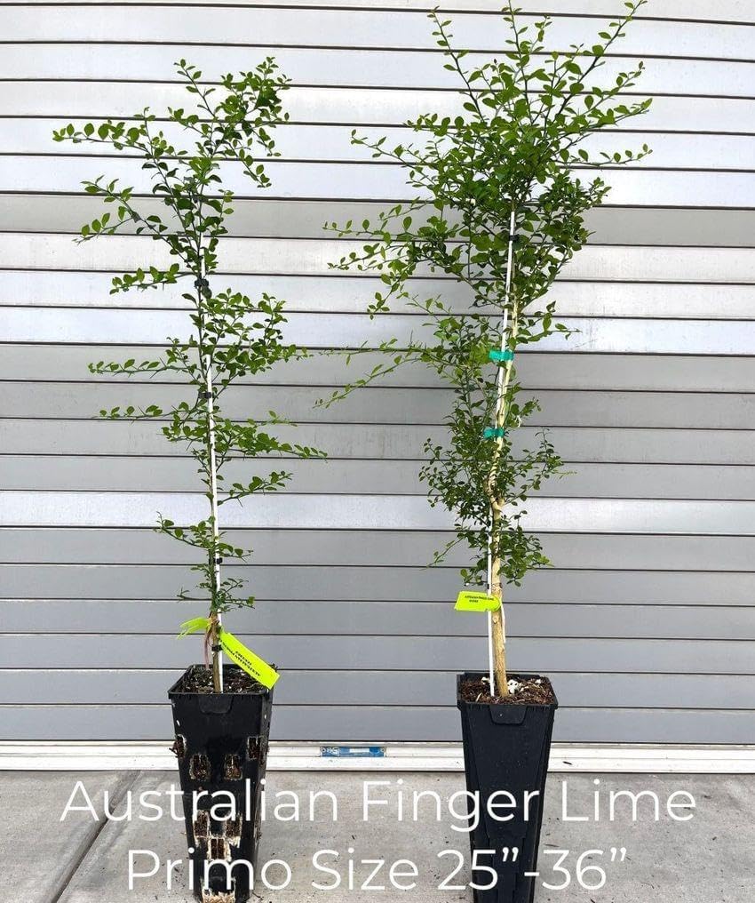 California only!! Australian Finger Lime Tree, 24-36 inches Tall grafted semi-Dwarf Plant.