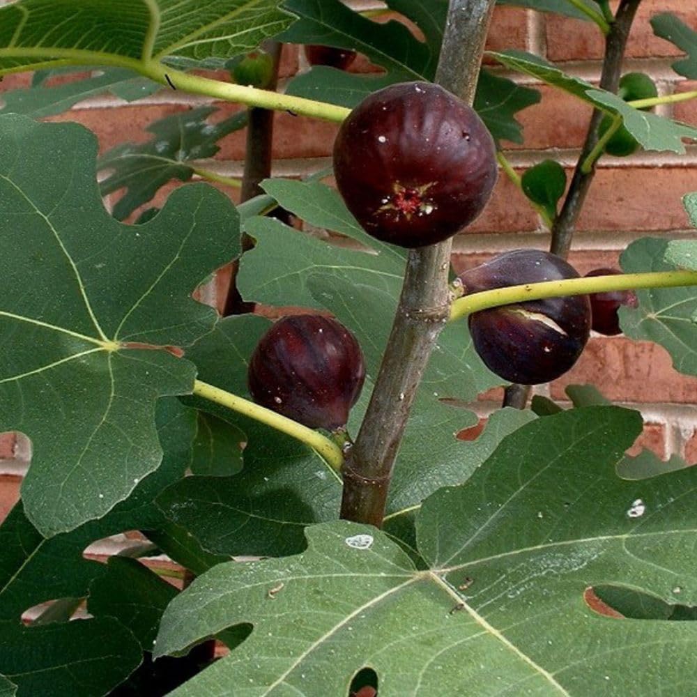 Fig Tree Chicago Hardy 5 Gallon - (Due to Agricultural Laws, we Cannot Ship to CA, AZ, AK, or HI)