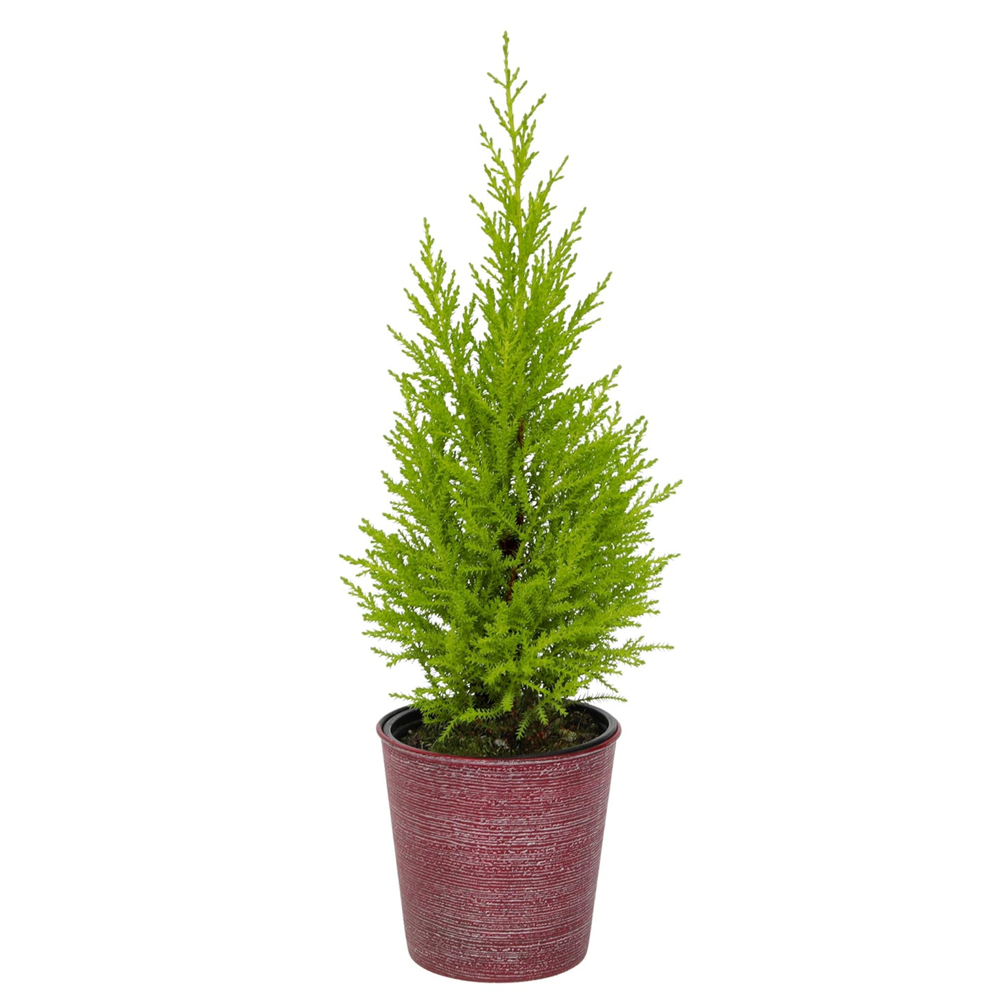 Miniature Festive Lemon Cypress Tree with Decorative 4.25" Pot Cover, Live Plant Gift for Holidays, Easy Care Live Houseplants for The Holidays by Plants for Pets