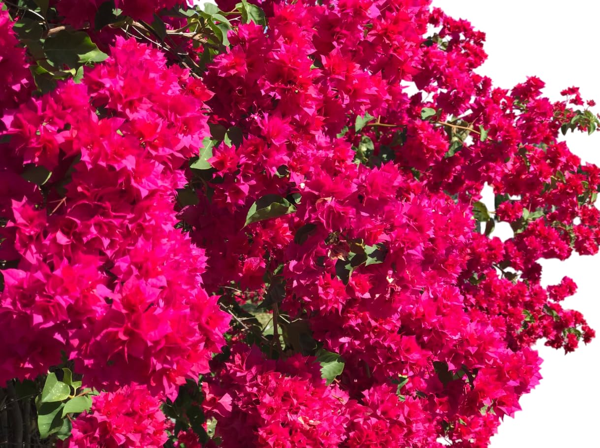 4 Mixed Colors Bougainvillea Vine Paperflowers Plants Climbing Flowers Bougainvillea Flowers Vine Plants 4-6 Inch Tall