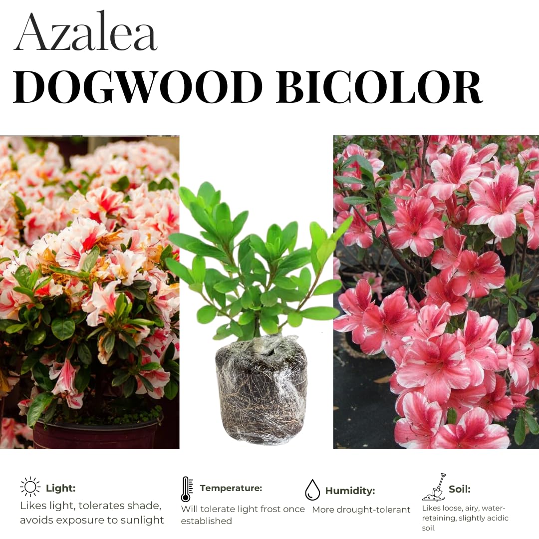 Live Dogwood Bicolor Azalea Plant, Cold Hardy Azalea Plant, Reblooming Flowering Azalea Shrub, Rhododendron Like, Azalea Bush for Outdoor Gardening