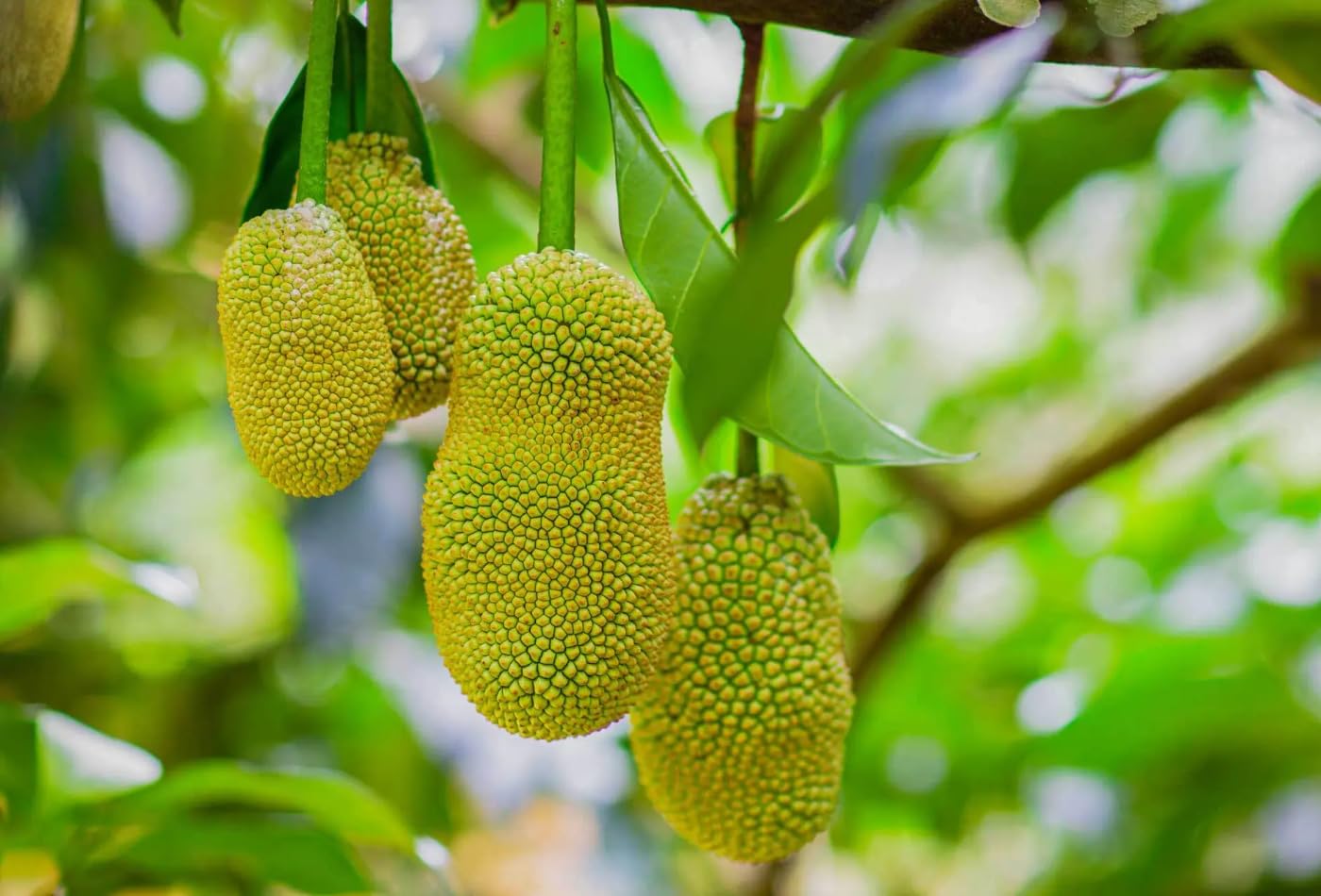 Jackfruit Tree, Plant Live for Planting, Tropical Fruit Tree, Jackfruit Live Seedling Tree, 3 Gallon Pot, 3 Feet Tall, Can't Ship to CA