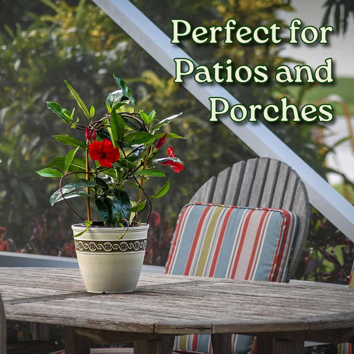 Mandevilla Live Flowering Plant - Red Mandevilla Plant Trellis - 18" Hoop, 18" to 20" Overall Height - 1 Gallon (Plant Only)