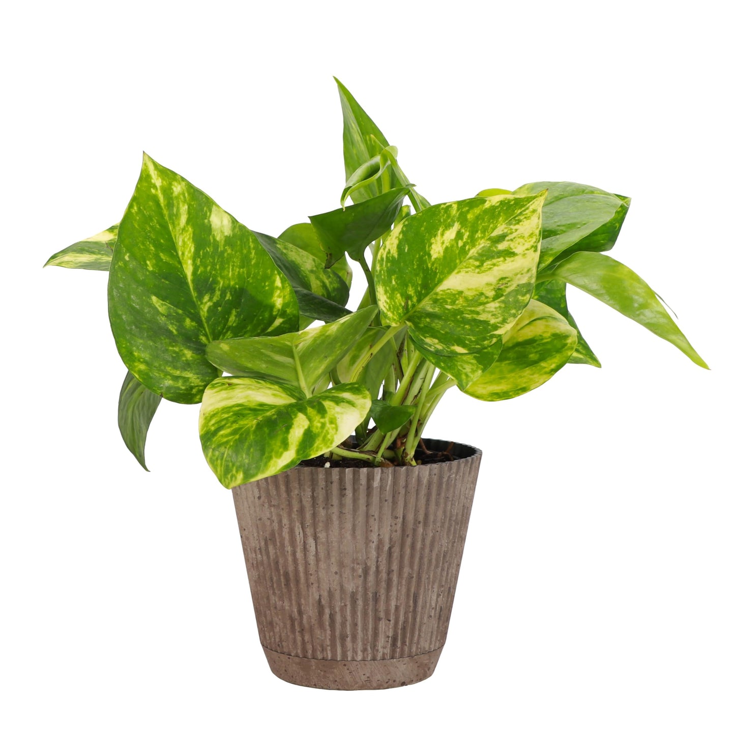 Thorsen's Greenhouse Golden Pothos, Live Indoor Vining Plant, Easy to Grow, Variegated Houseplant, Natural Air Purifier (Coffee, 4-inch Pot)