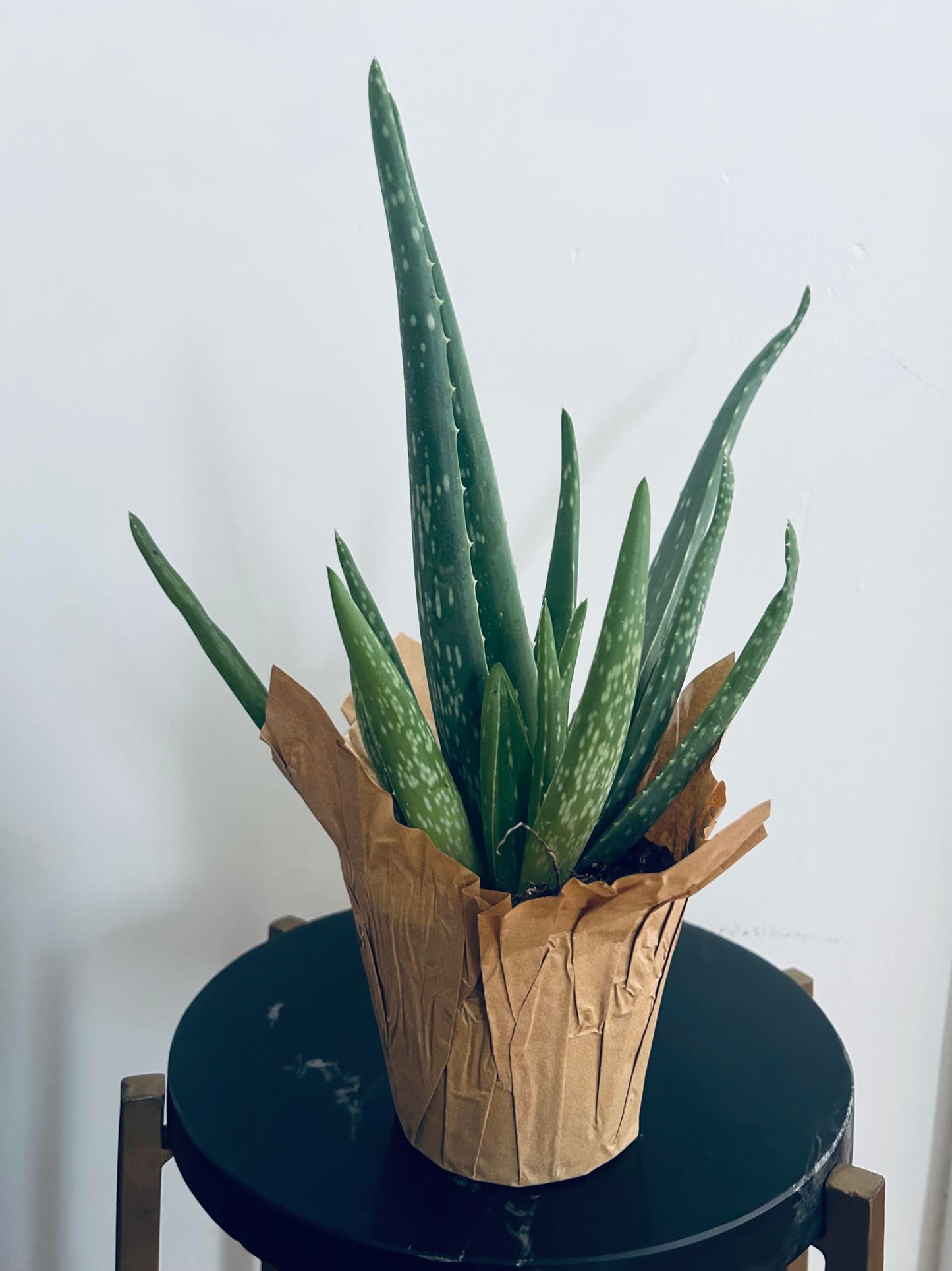 Nature Aloe Vera Plant Indoor Houseplant Perfect for Gifts Health and Beauty, Succulents Aloe Vera Plant 9" 10" 4 inch Pot