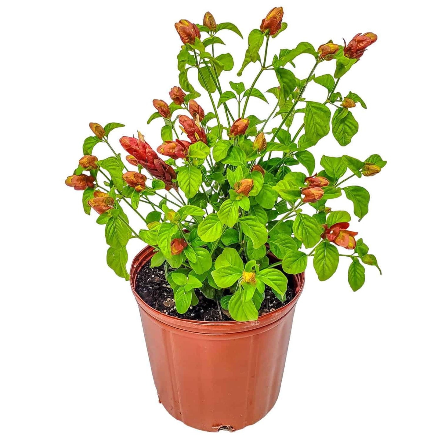Tropical Plants of Florida Shrimp Plant Bush Live - 3 Gallon 18 to 22 Inch Tall Tropical Flowering Shrub Patio Outdoor Garden Plant