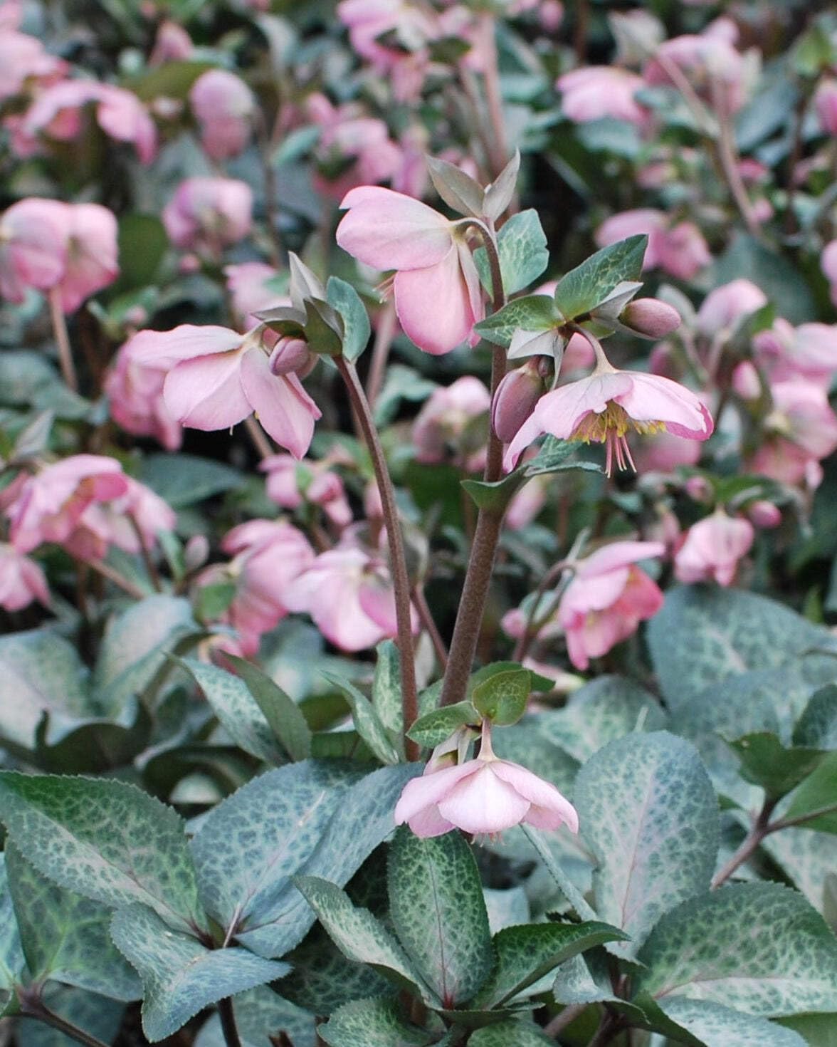 Perennial Farm Marketplace Helleborus Frostkiss® Dorothy’s Dawn® (Lenten Rose) Live Perennial, Size-#1 Container, Pale Pink Winter to Spring Flowers with Marbled Evergreen Foliage