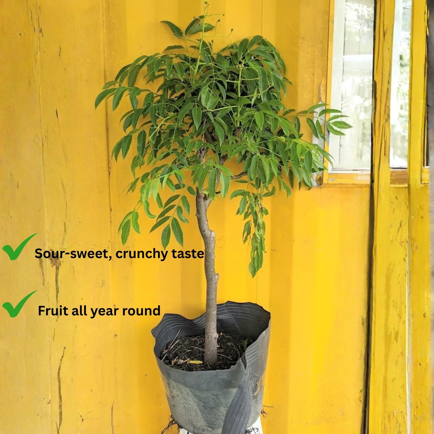 Thai June Plum Tree Live Plant in 3 Gallon Pot, 2-3 Years Old Well-Rooted, Ready to Transplant Outdoor, Fast-Growing