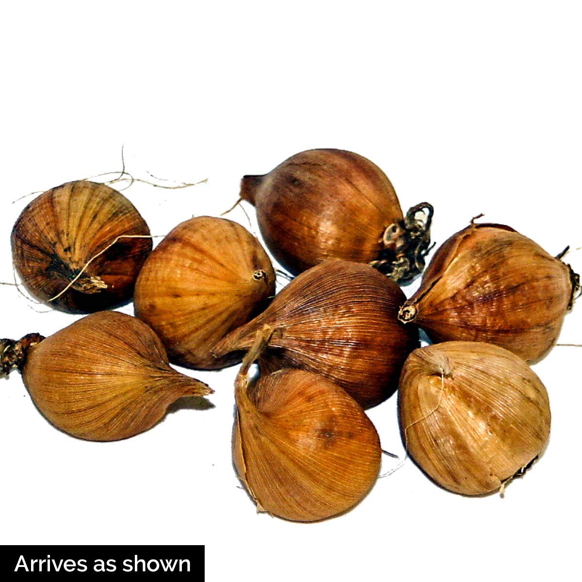 Direct Gardening - Discovery Dutch Iris, Summer Flowering Dormant Bulbs, 50 per Offer