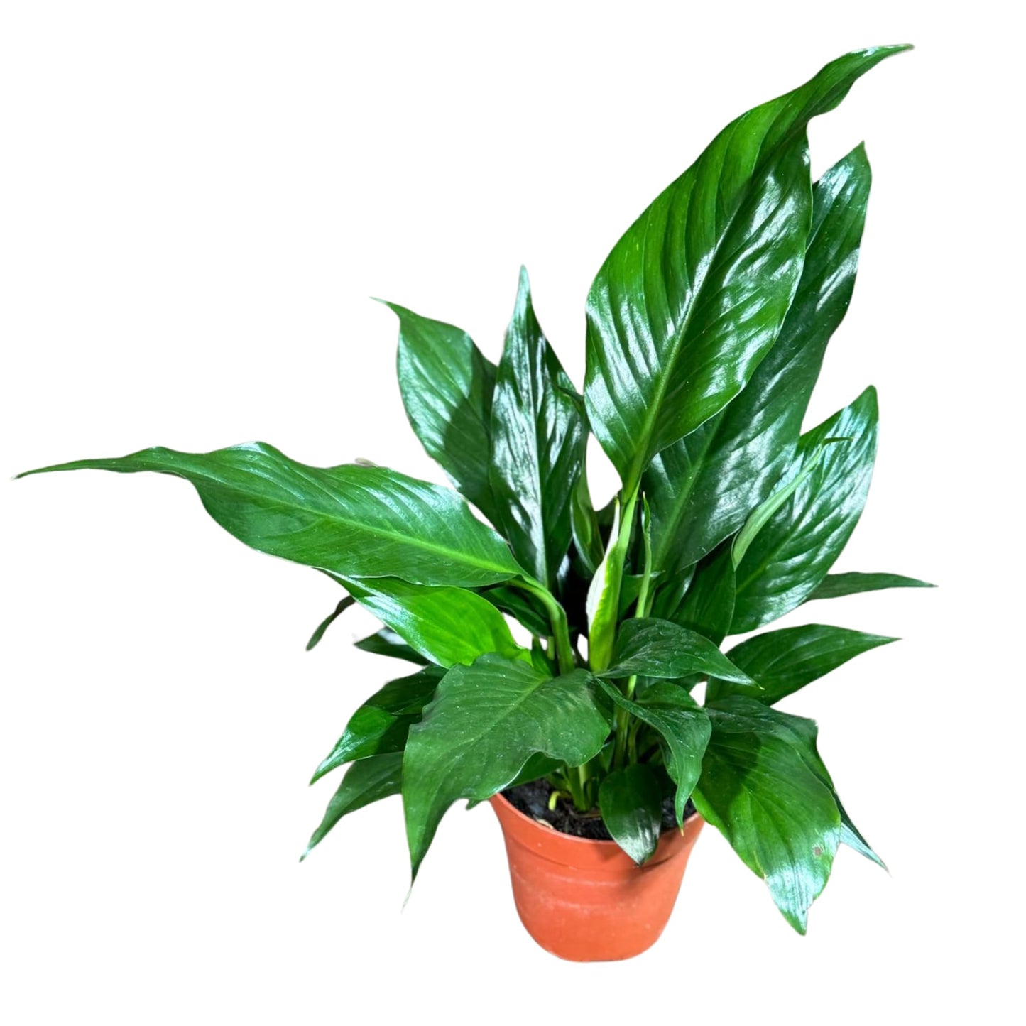 PLANTVERS Peace Lily Plant in a 4" Nursery Pot – Spathiphyllum Peace Lily – Live Indoor Flowering Plant – White Flowering Plant – Air Purifying & Low Maintenance Houseplant