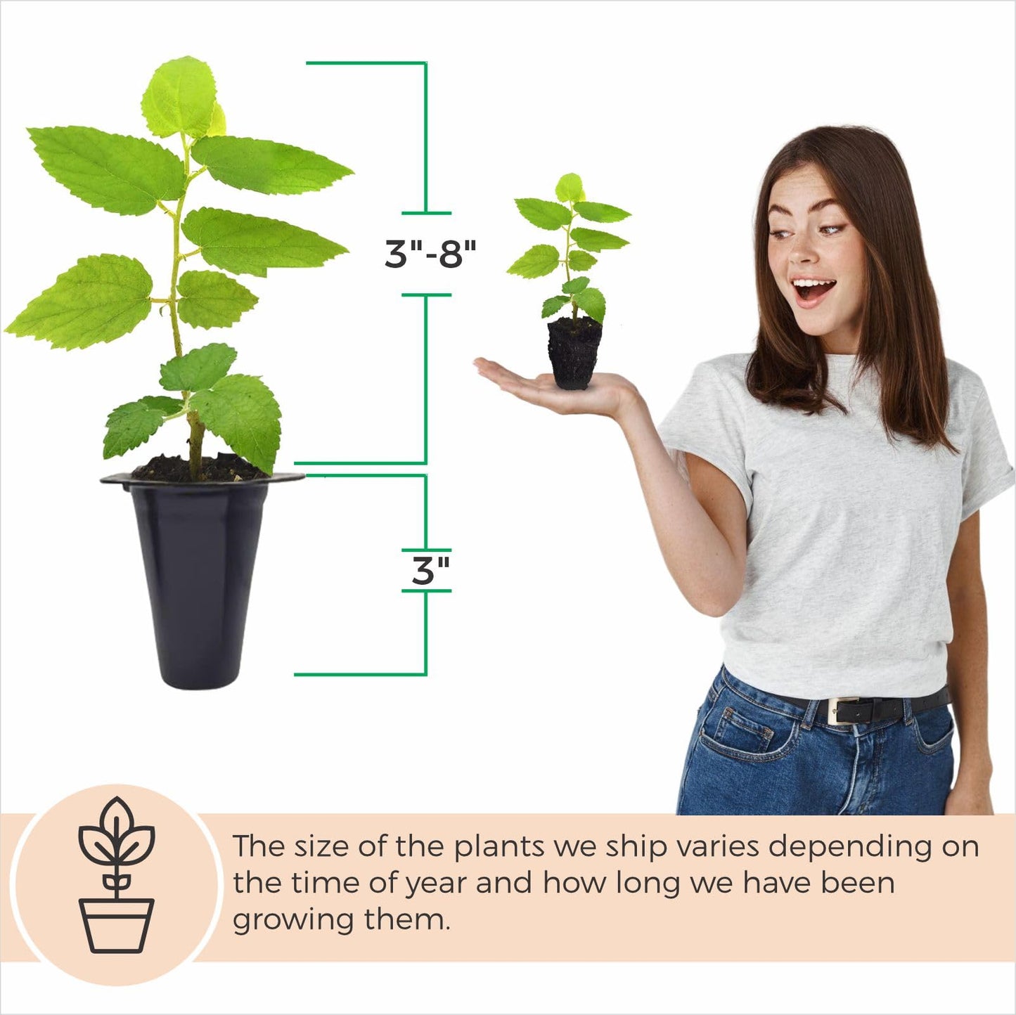 Jamaican Cherry Tree (4 Pack) Strawberry Tree | Live Plant for Sale | Easy to Grow Plants | Edible Fruit Plant for Sustainable Living | Grow Your Food on Your Edible Organic Garden