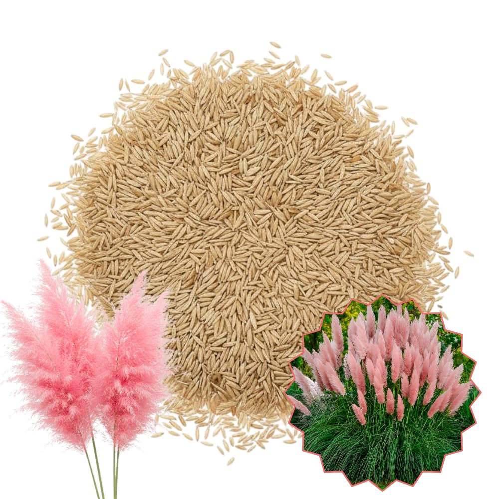 Set 100+ Pink Pampas Grass Seeds for Planting, Pampas Grass, Ornamental Grass for Garden Decor, Landscape