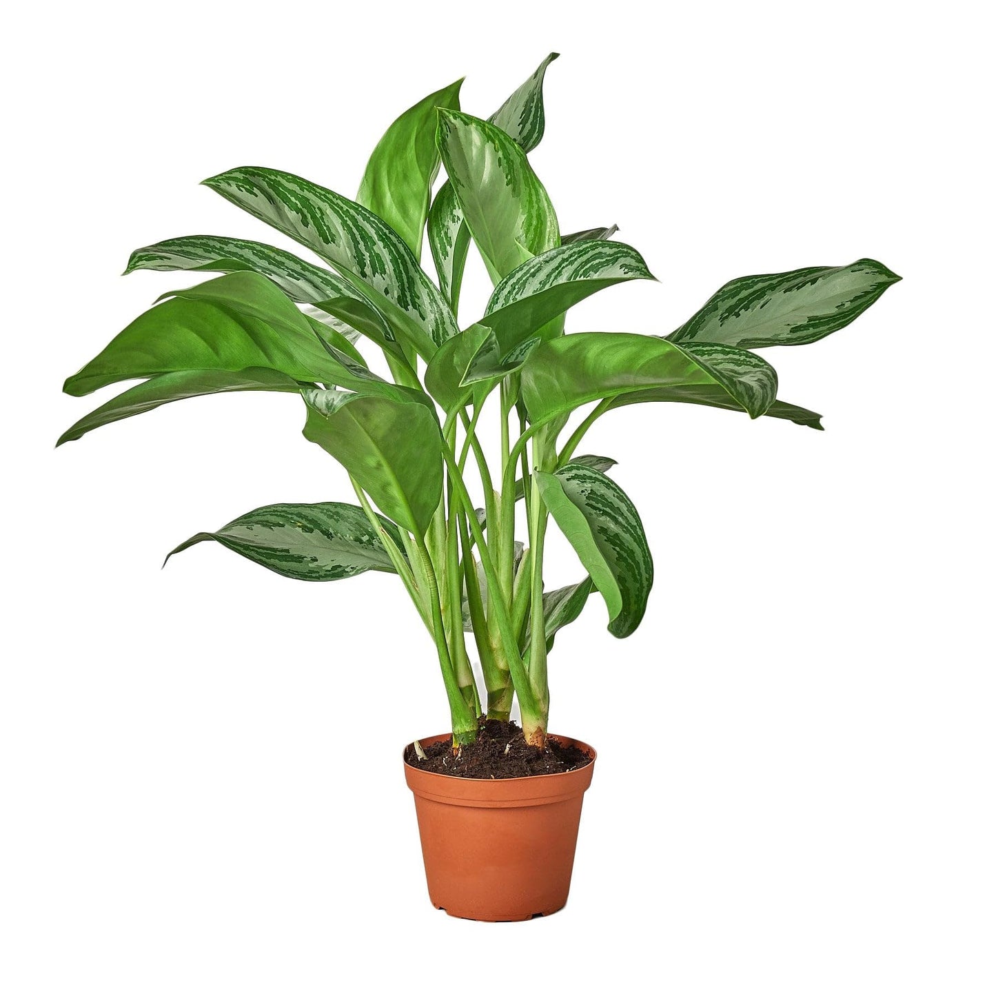 8 Pack Chinese Evergreen 'Silver Bay' in 6in Pot - Live Plants Tropical Houseplants | Variegated | USA Growers | The Snobby Leaf