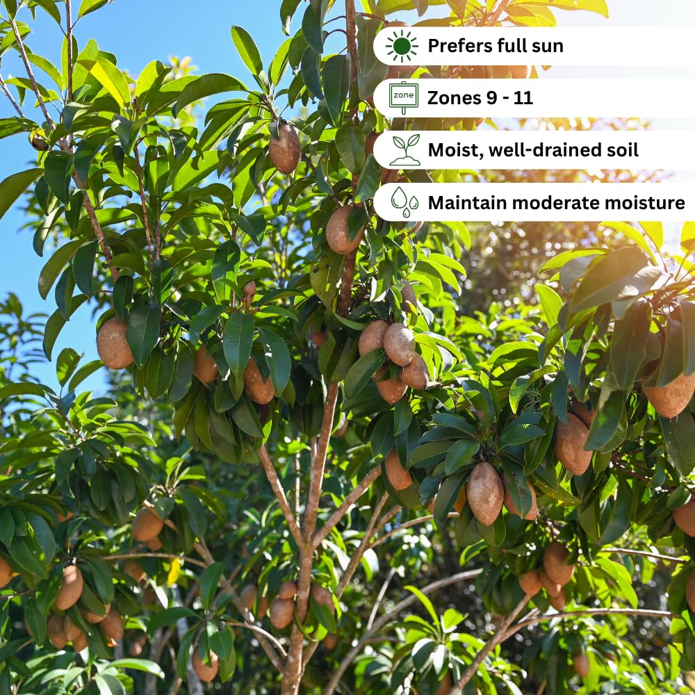 Sapodilla Tree Live Plant, Sapodilla Plant, Sweet Brown Tropical Fruit Tree, 3 Gallon Pot, 2-3 Feet Tall, Ideal for Backyard, Edible Garden, No Ship to CA