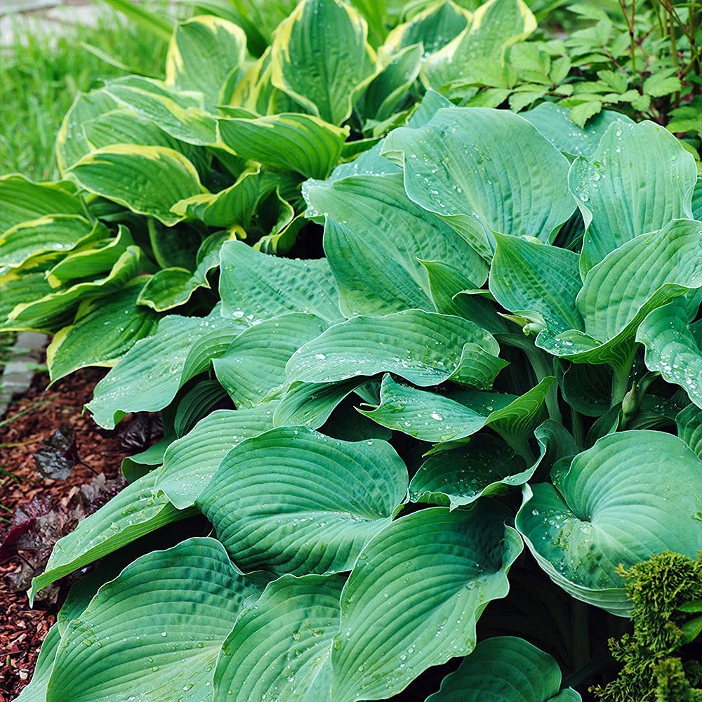 3 Big & Giant Hosta Perennial Mix, Blue-Green and Yellow-Green Masssive Large Leaves | Perfect for Trim, Shade, Flower and Landscaper Gardens Attract Butterflies and Pollinatiors