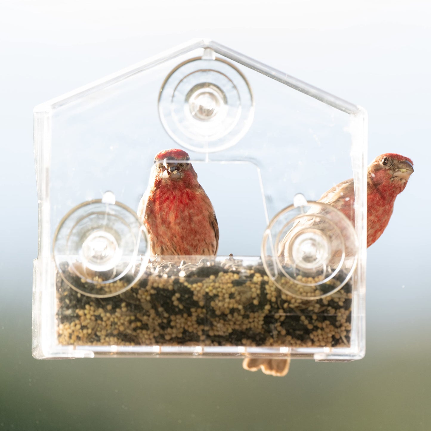 Perky-Pet Clear Outdoor Window Bird Feeder with Strong Suction Cups – 1/2 Lb Seed Capacity - Perky Pet 345 - Entertaining Bird Feeding - Watch Birds Eat Seeds
