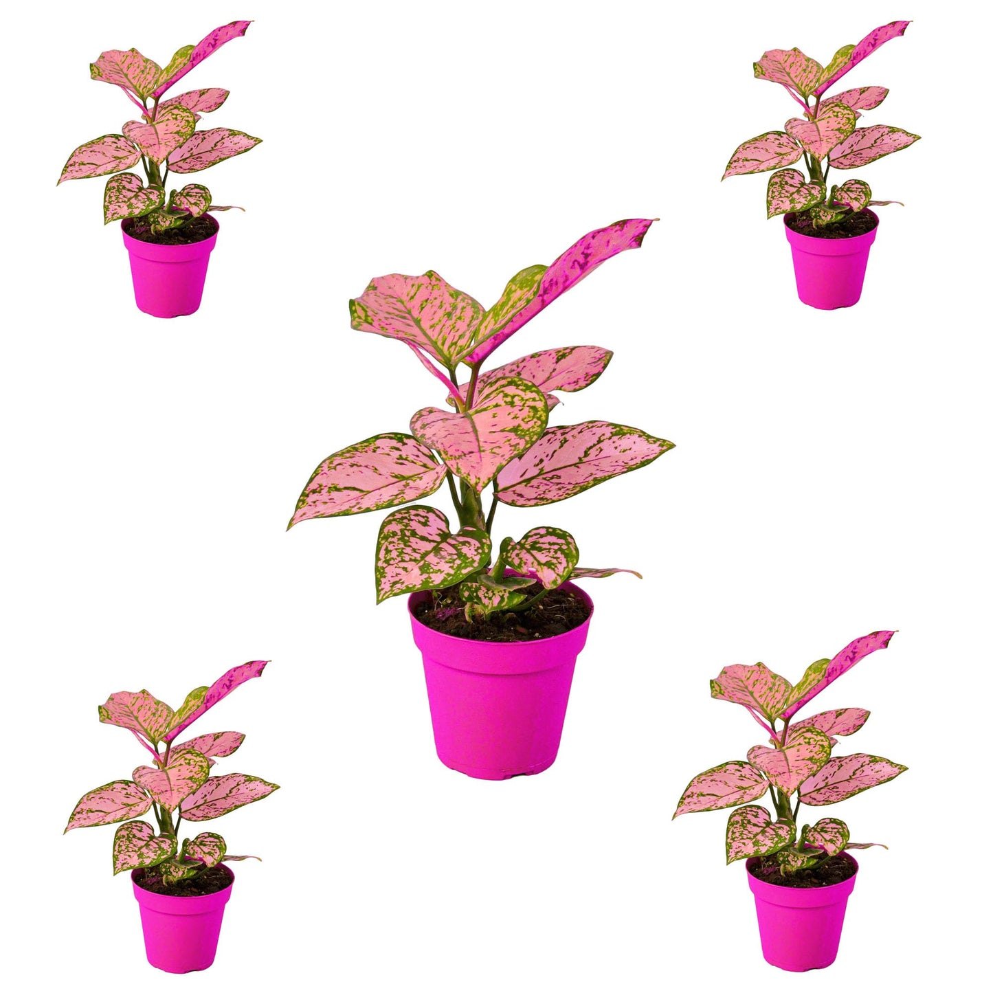 5 Pack Chinese Evergreen 'Lady Valentine' in 2in Pot - Live Plants Tropical Houseplants | Variegated | USA Growers | The Snobby Leaf