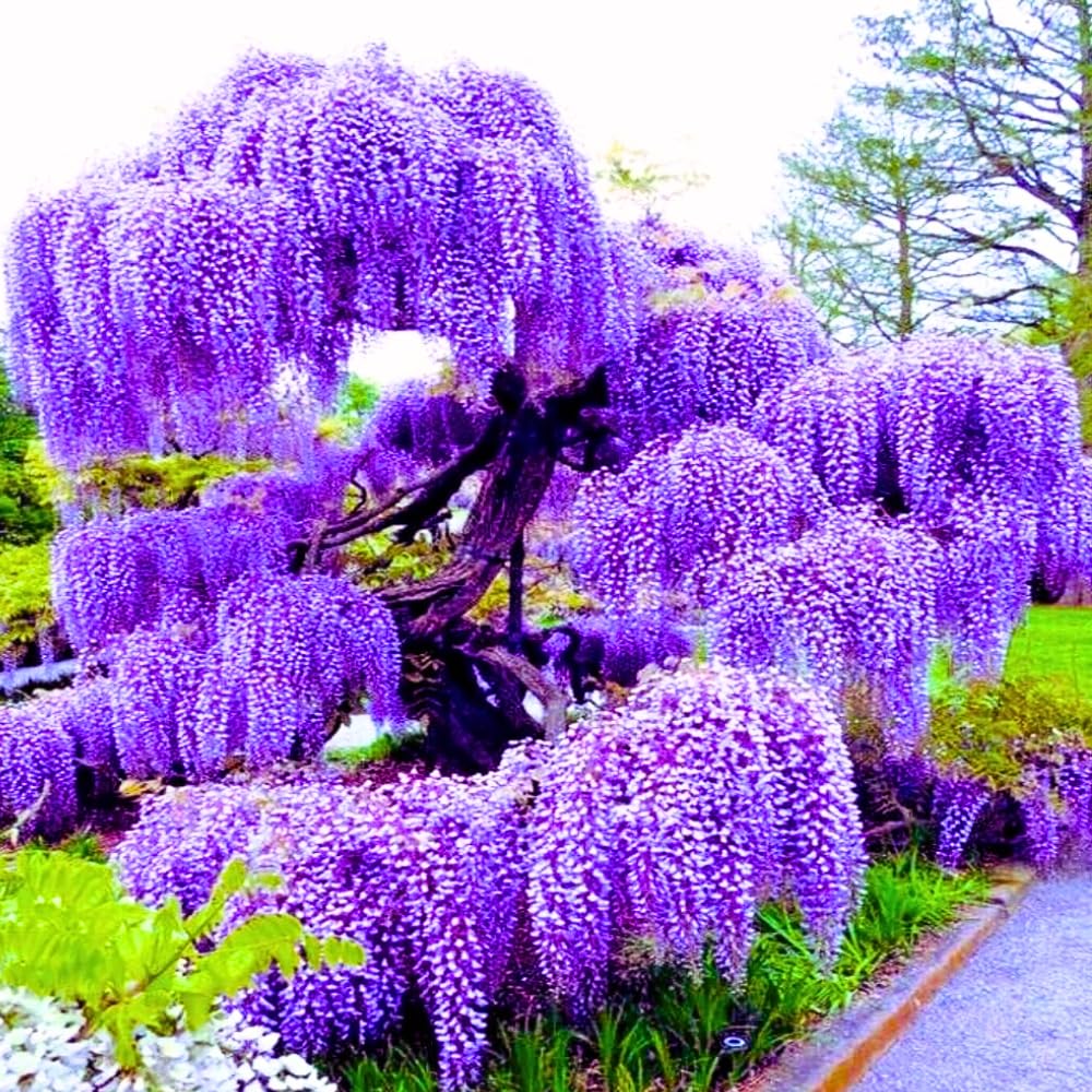 Purple Wisteria Tree Live Plant, Purple Wisteria Plant Live 6-12 Inc Height, in Pot, Wisteria Vine Live Plant, Fragrant Flowers