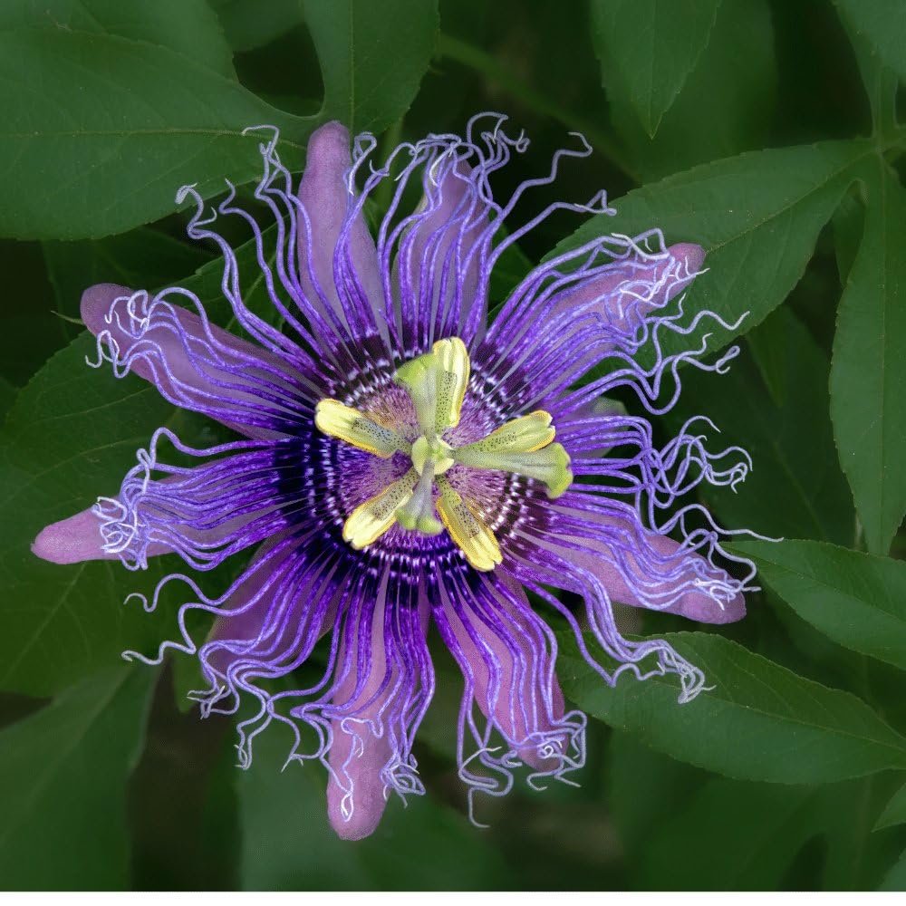Passiflora Incense Live Plant | 5-9" Tall | Highly Fragrant Royal Purple Passion Flower Vine | Hardy Zone 6-9 | Fast-Growing Outdoor Trellis & Patio Climber | Exotic Butterfly Attractor