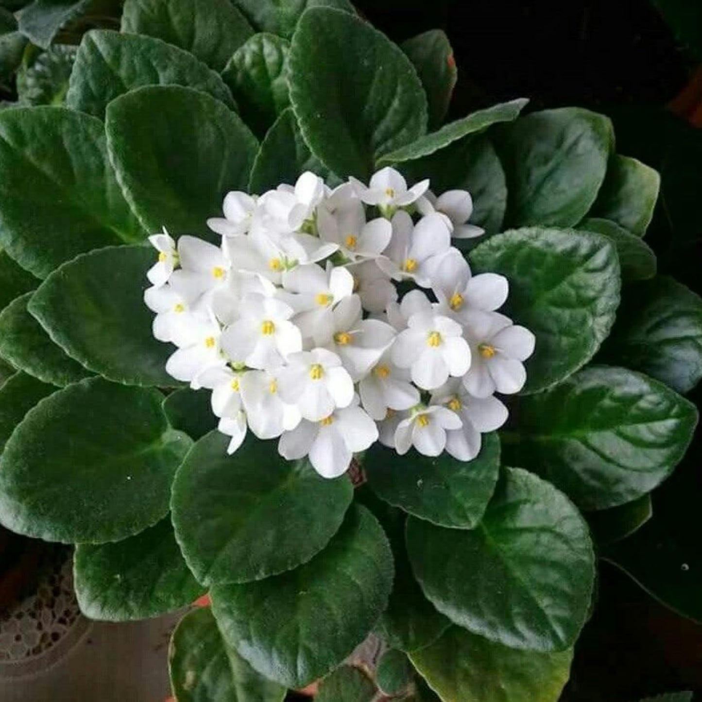 White African Violet Plant, Perennial African Violet Live Plants in 4 Inch Pot, Violets Live Plants Houseplant for Indoor Garden