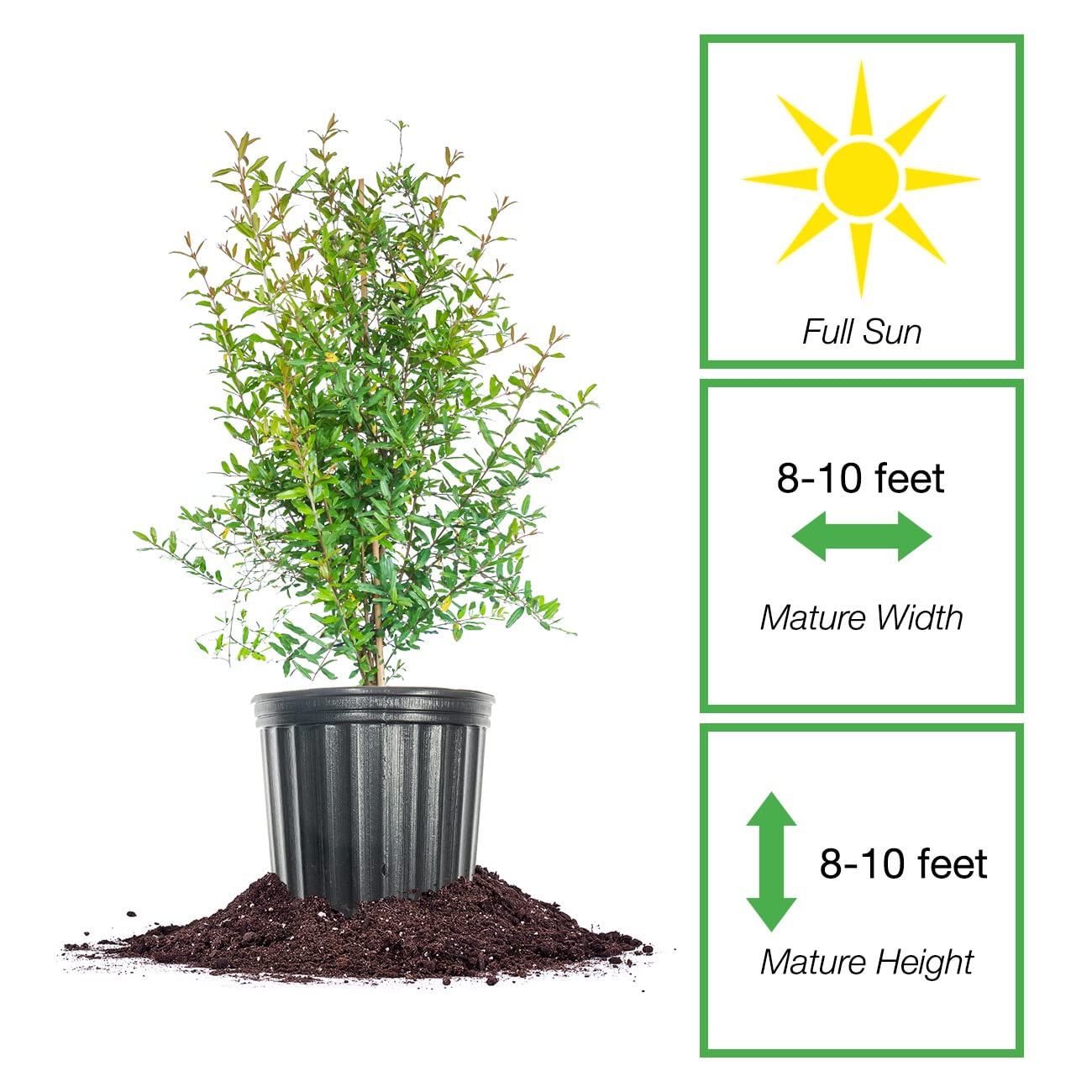 Russian Pomegranate in a 1 Gal. Grower's Pot | Cold Hardy Drought Tolerant | Yields Large Delicious Fruit | Real Dwarf Fruiting Tree
