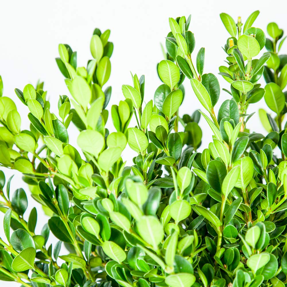 Perfect Plants Wintergreen Boxwood Live Plant, 1 gallon, Includes Care Guide