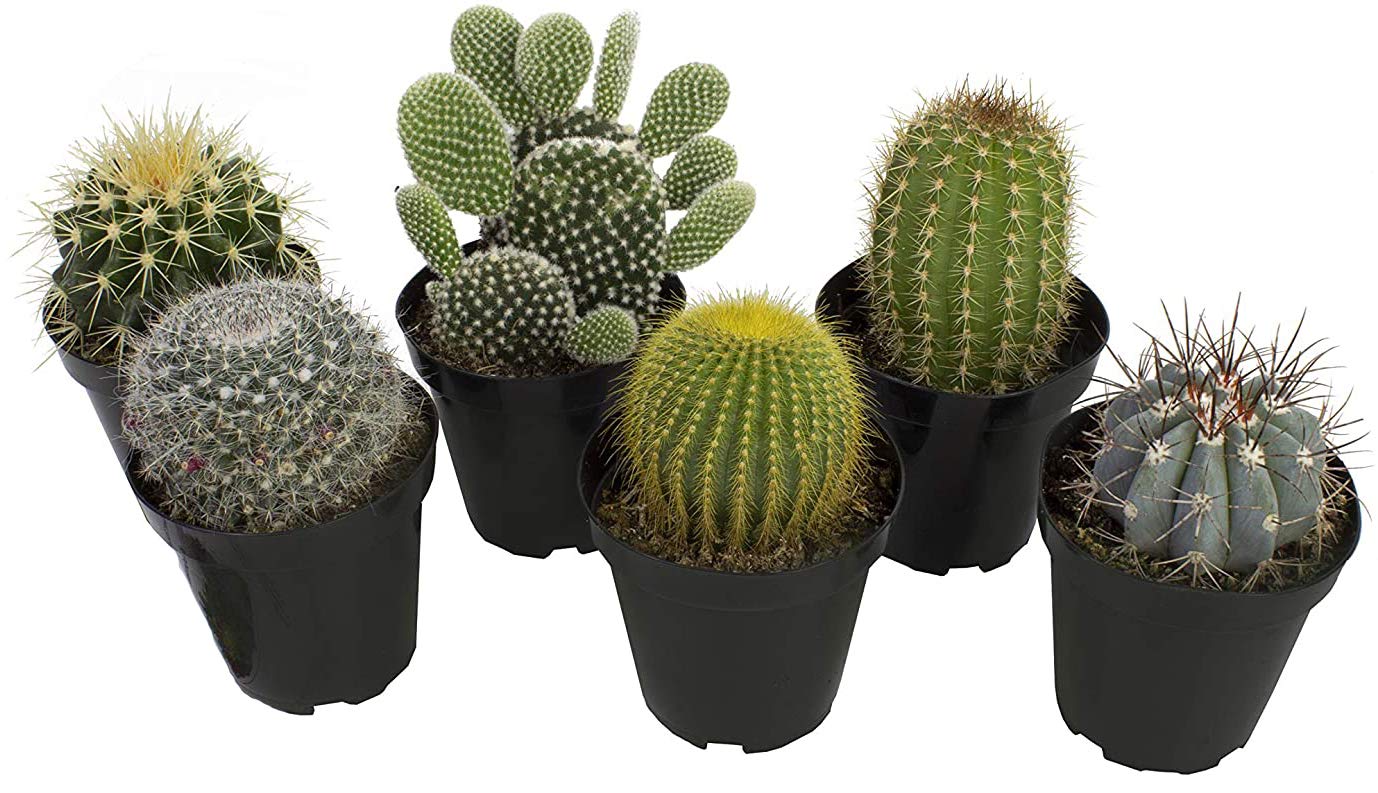 Altman Plants, Assorted Cactus Plants Live Succulents (6 Pack), Live Cactus Plant Lover Gifts, Cacti Succulents Plants Live Houseplants, Succulent Indoor Plants Live Plants in Cactus Soil Potting Mix