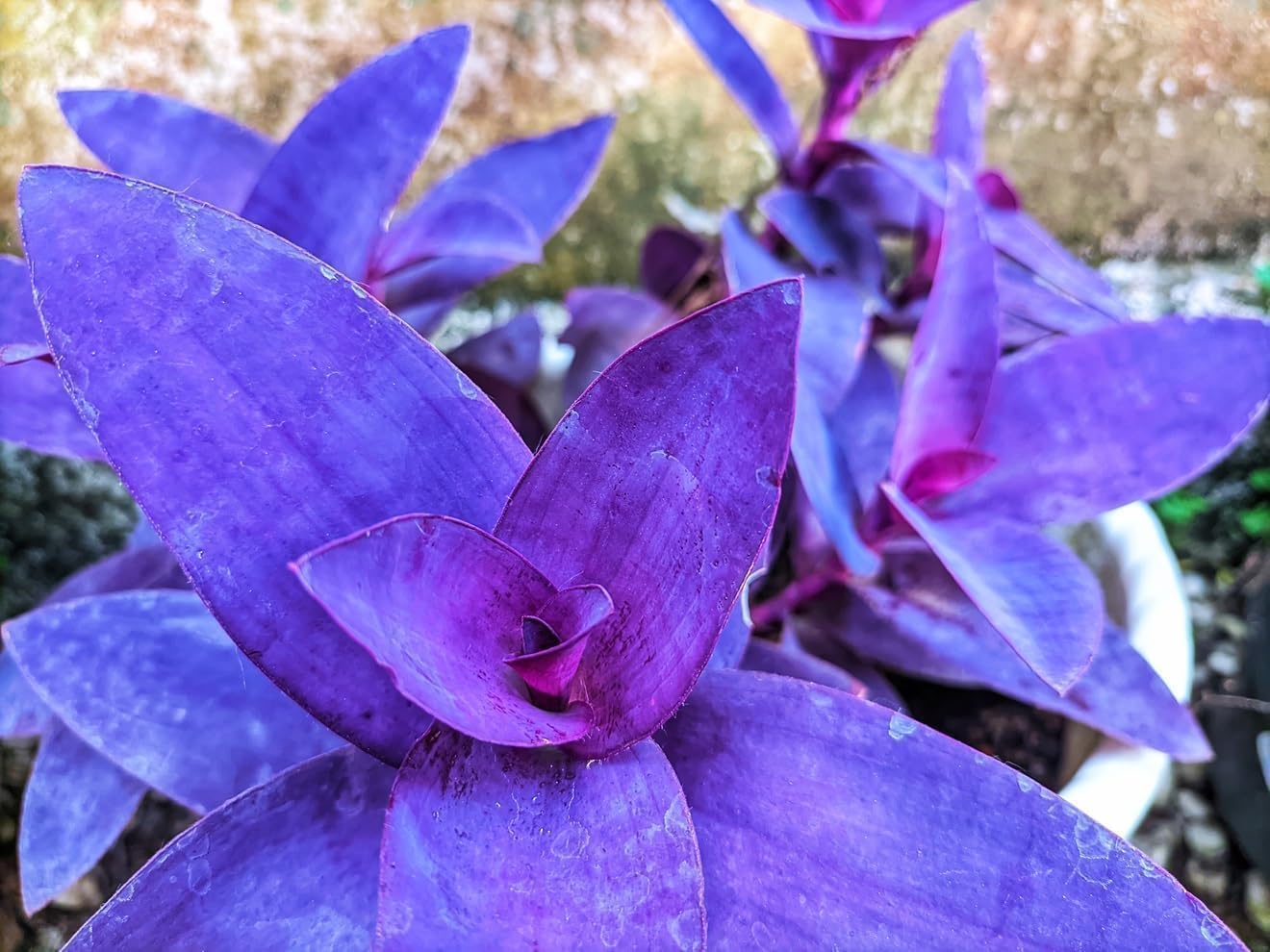 5 Cuttings Purple Hearts Wandering Jew - Tradescantia Pallida Purpurea Plant - Easy to Grow Indoor Outdoor Plant - Unrooted Cuttings