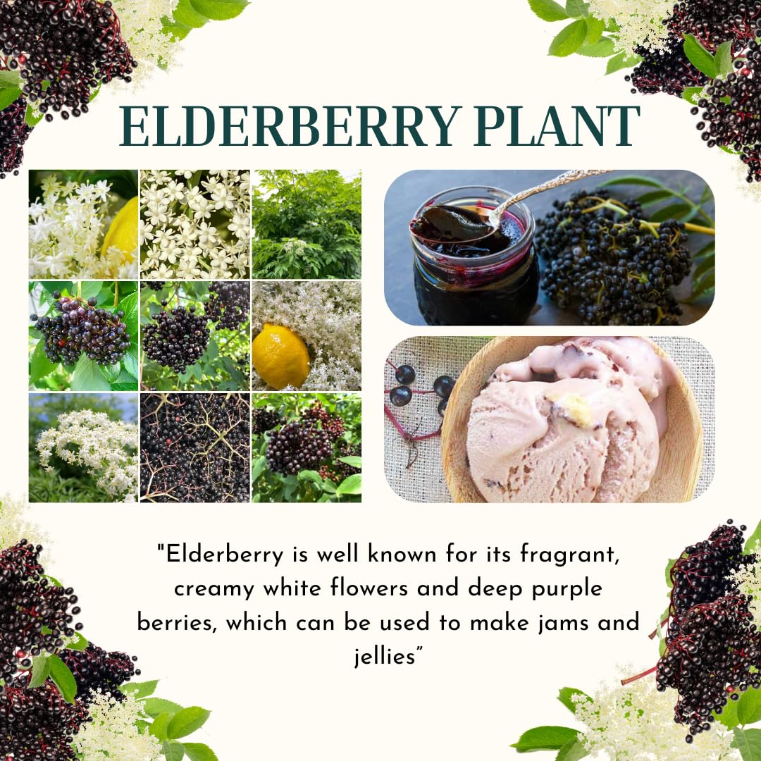 2 Black Elderberry Plants Live for Planting, 1 Year Old Well-Rooted Tree, Dormant, Cold Hardy, Elderberry Bushes, 6-12 Inches in Tall