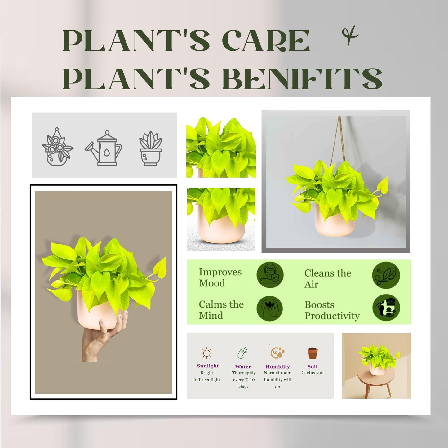 Pothos Neon Live Plant (Devil’s Ivy) – 4″ Bright Chartreuse Variety of Golden Pothos - Low Maintenance Indoor Houseplant - Air Purifying Epipremnum Aureum - Easy Care for Home & Office