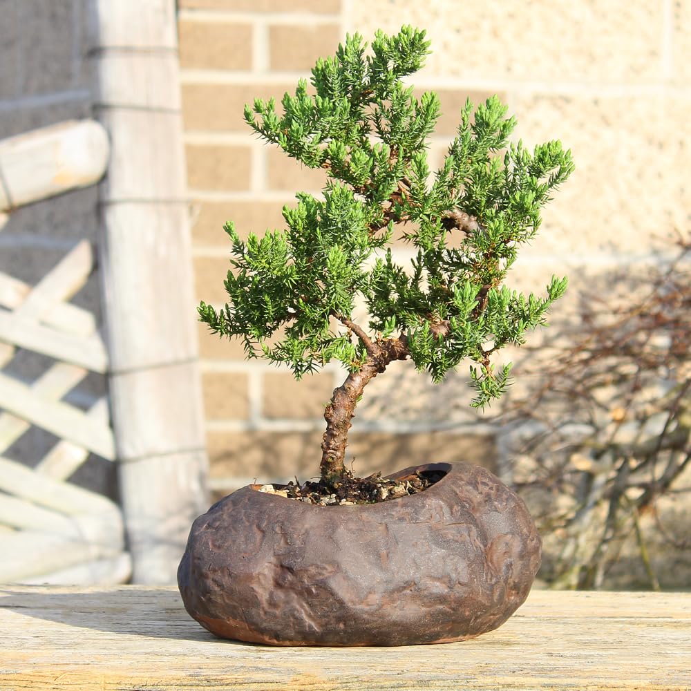 Brussel's Bonsai Live Green Mound Juniper Bonsai Tree - Medium, 5 Year, 6 to 10 Inches - Outdoor Bonsai Tree Live with Rock Bonsai Pot
