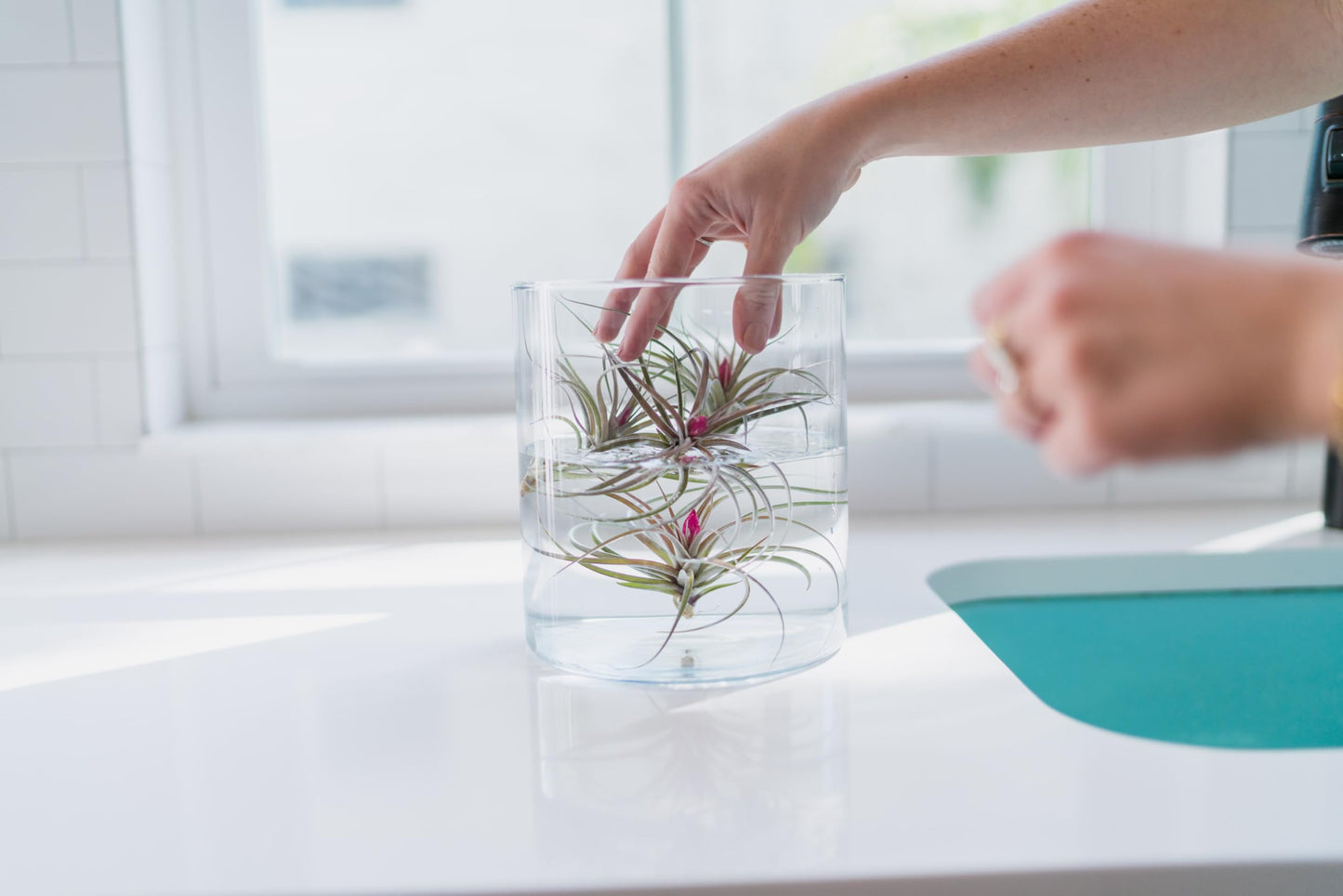 (Pack of 3) Tillandsia Stricta Aeranthos Hybrid Air Plants - Blooms Vary Due to Seasonality - Wholesale and Bulk - Succulents - Live Tillandsia - Easy Care House Plants by Air Plant Shop