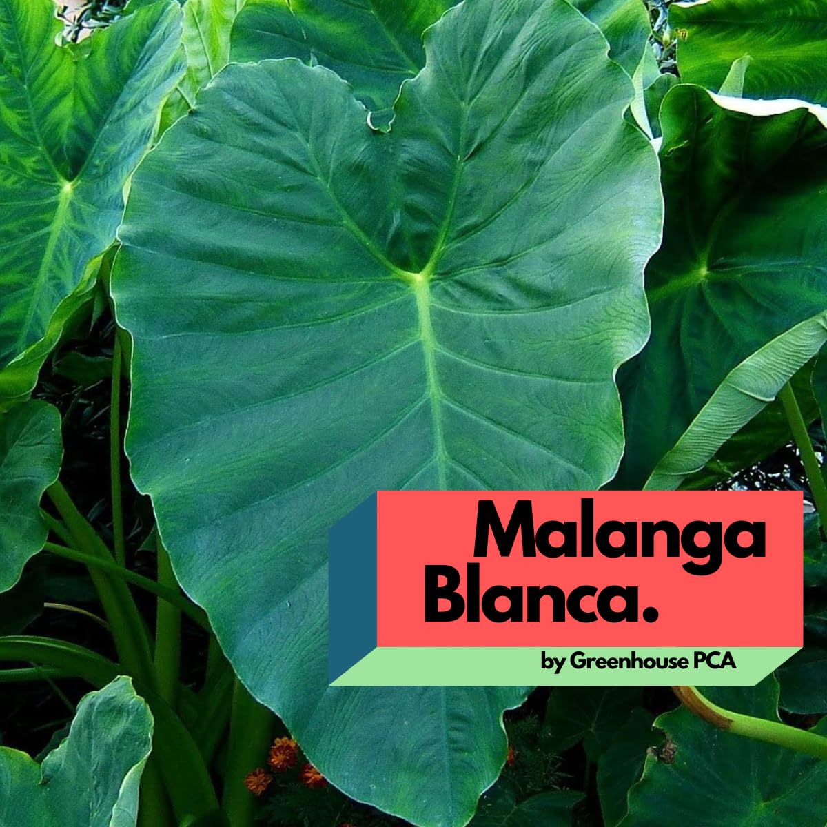Live Bulbs Colocasia gigantea Thailand Giant Thai Giant Elephant Ear Huge Malanga Leaf (3 Bulbs) by Greenhouse PCA