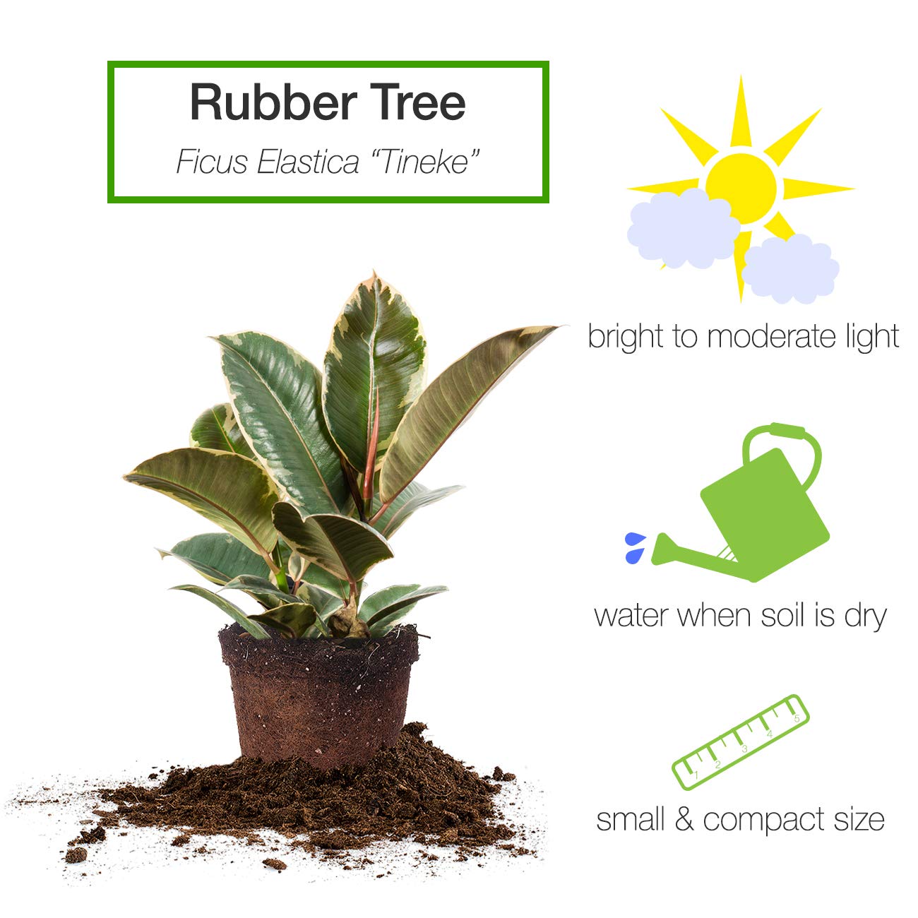 Perfect Plants Variegated Rubber Plant | Ficus Elastica 'Tineke' | Live Indoor Houseplant | Unique Home Décor, 6in. Grower's Pot