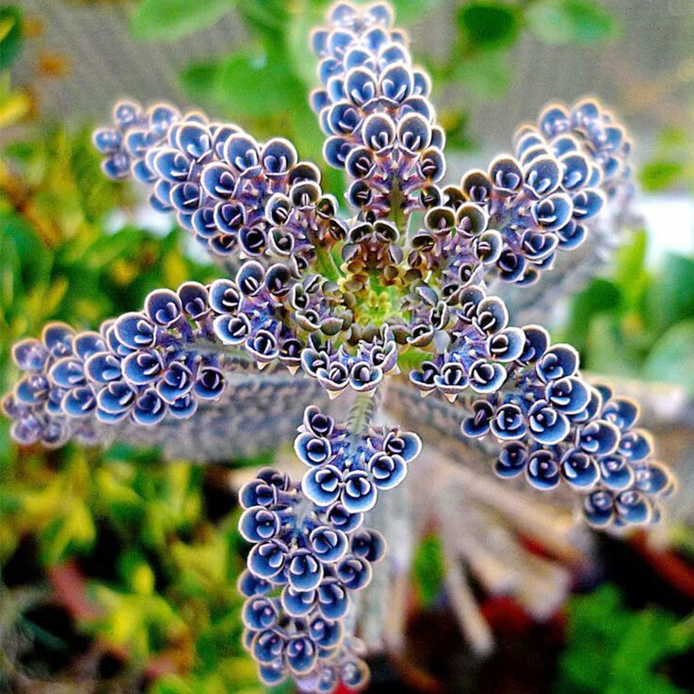 QAUZUY GARDEN 25 Seeds Rare Dark Blue Kalanchoe Flaming Katy Seeds Succulent Flower Seed Striking Tropical Exotic Plant for Garden Home Balcony Office Decor