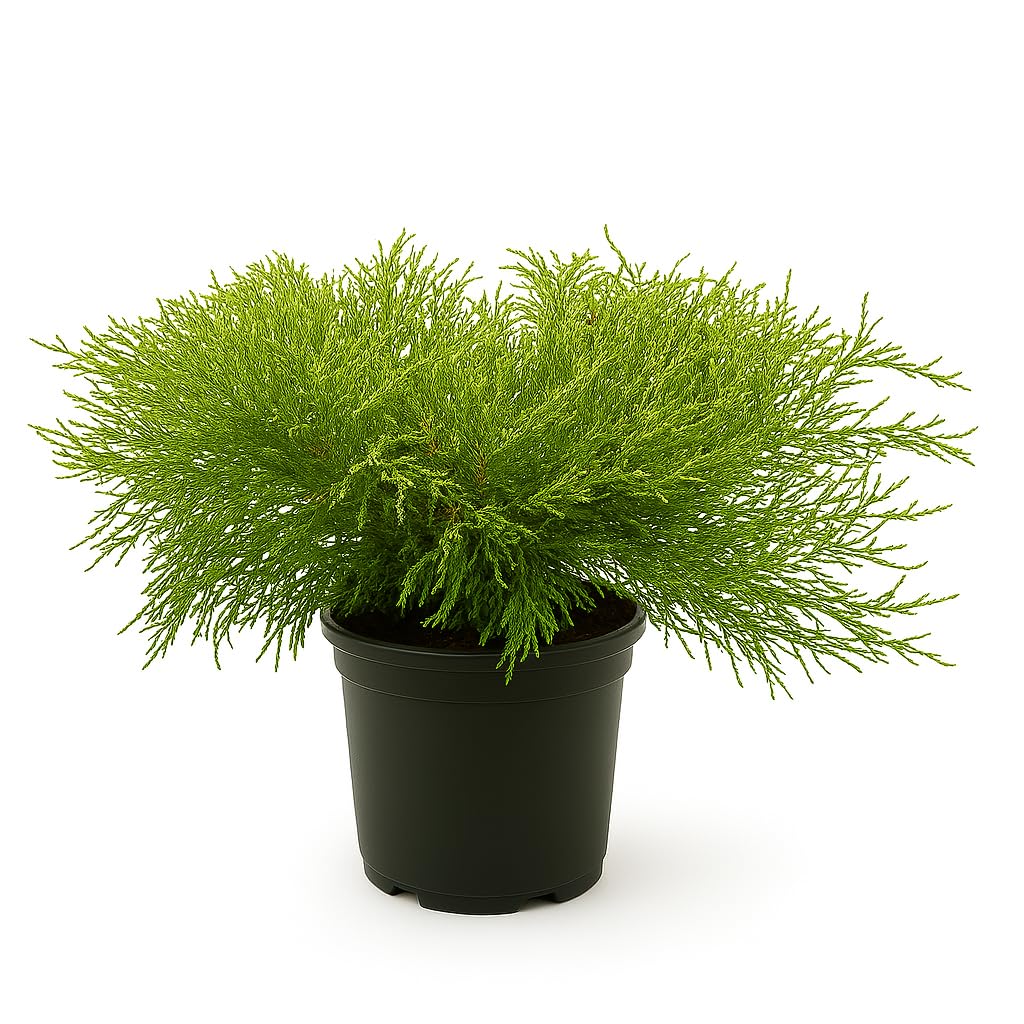 Gold Mop Cypress Shrub, 1 Trade Gallon/3 Quart, Yellow Foliage, Sun Loving, 3-4 Ft Growth, Zones 4-8