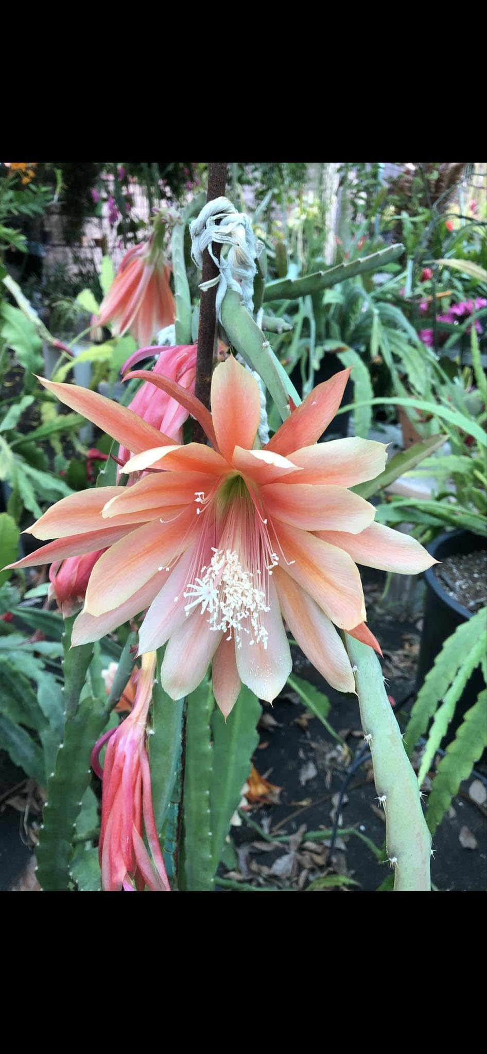 Organically Grown Fresh Stem Cuttings of Epiphyllum Orchid Cactus King Midas - Salmon Colors - Cutting About 8" ~ 10" Long with Printed Instructions