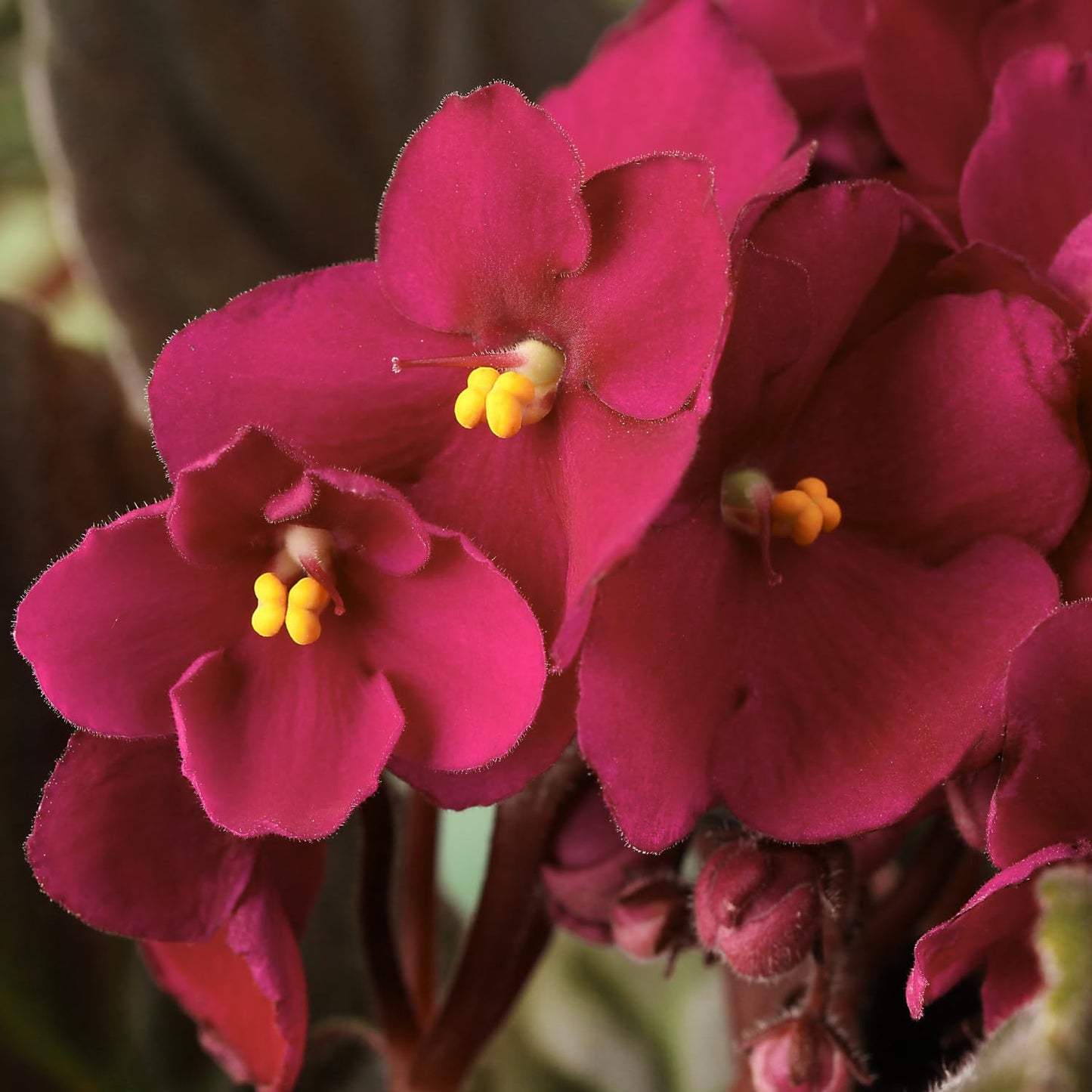 Burgundy Red African Violet Plant, Perennial African Violet Live Plants in 4 Inch Pot, Violets Live Plants Houseplant for Indoor Garden