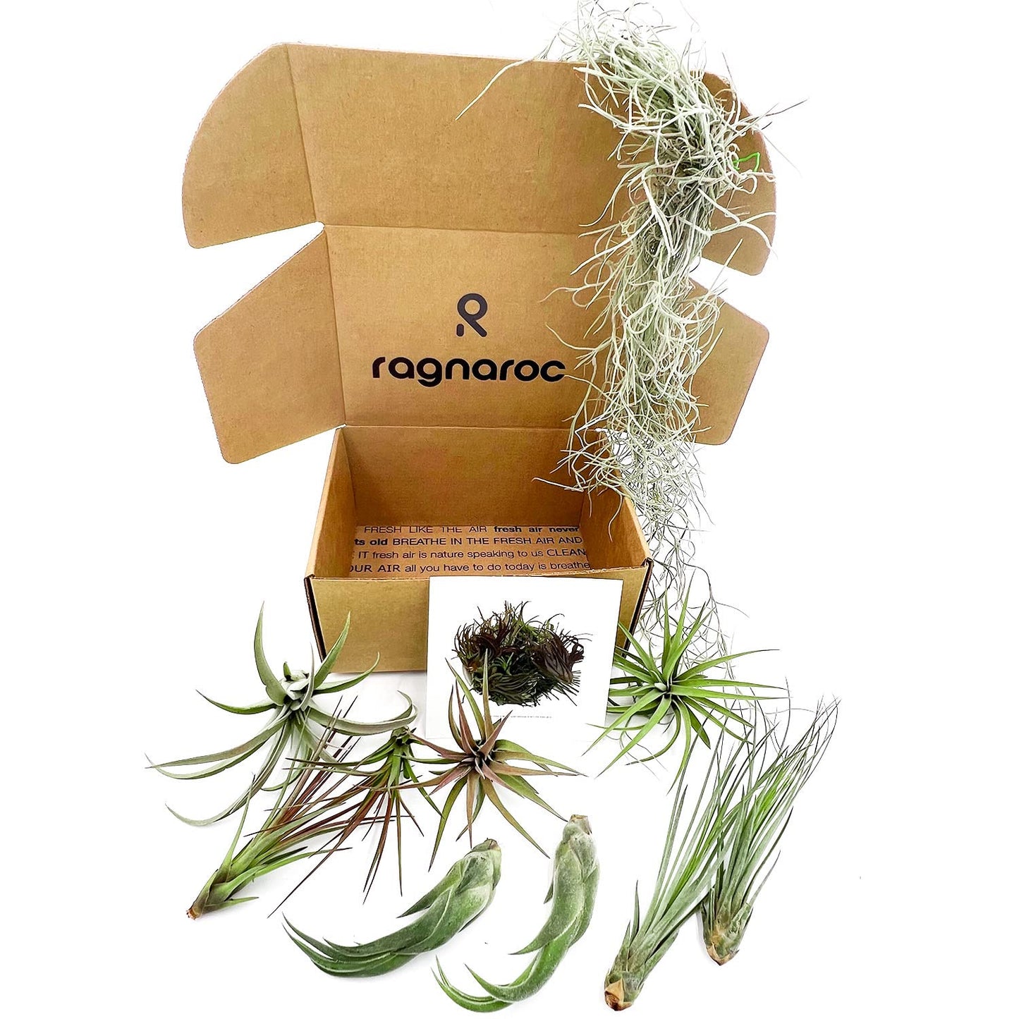 ragnaroc Live Air Plants - Tillandsia Gift Box TOR Variety Pack - 10 Count Large, 4-10 inches – Live Indoor Plants & Live 15 inch Spanish Moss – Live Plants for Home décor, Live Arrival Guaranteed
